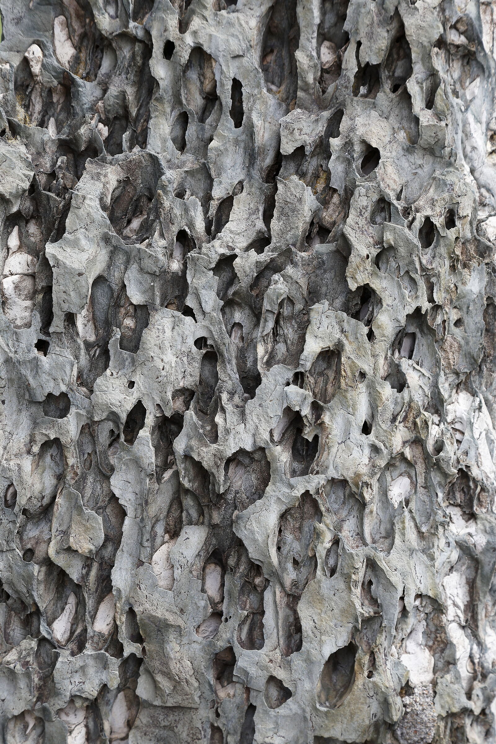 Asian tree bark