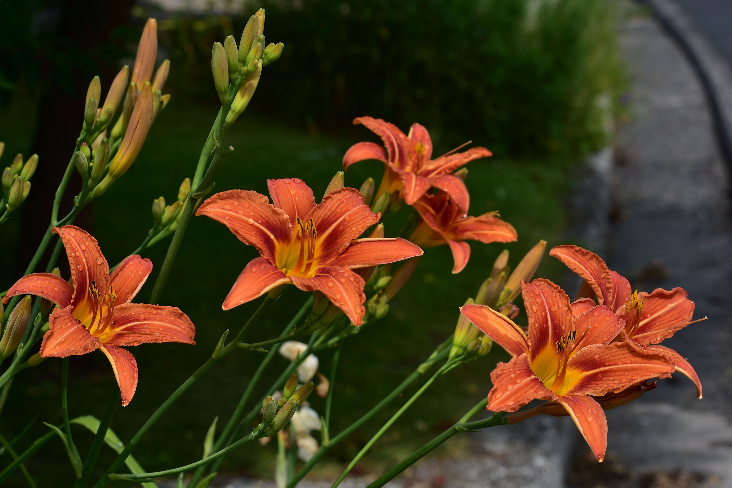 Lilium, nostalgia di un po' di pioggia delicata