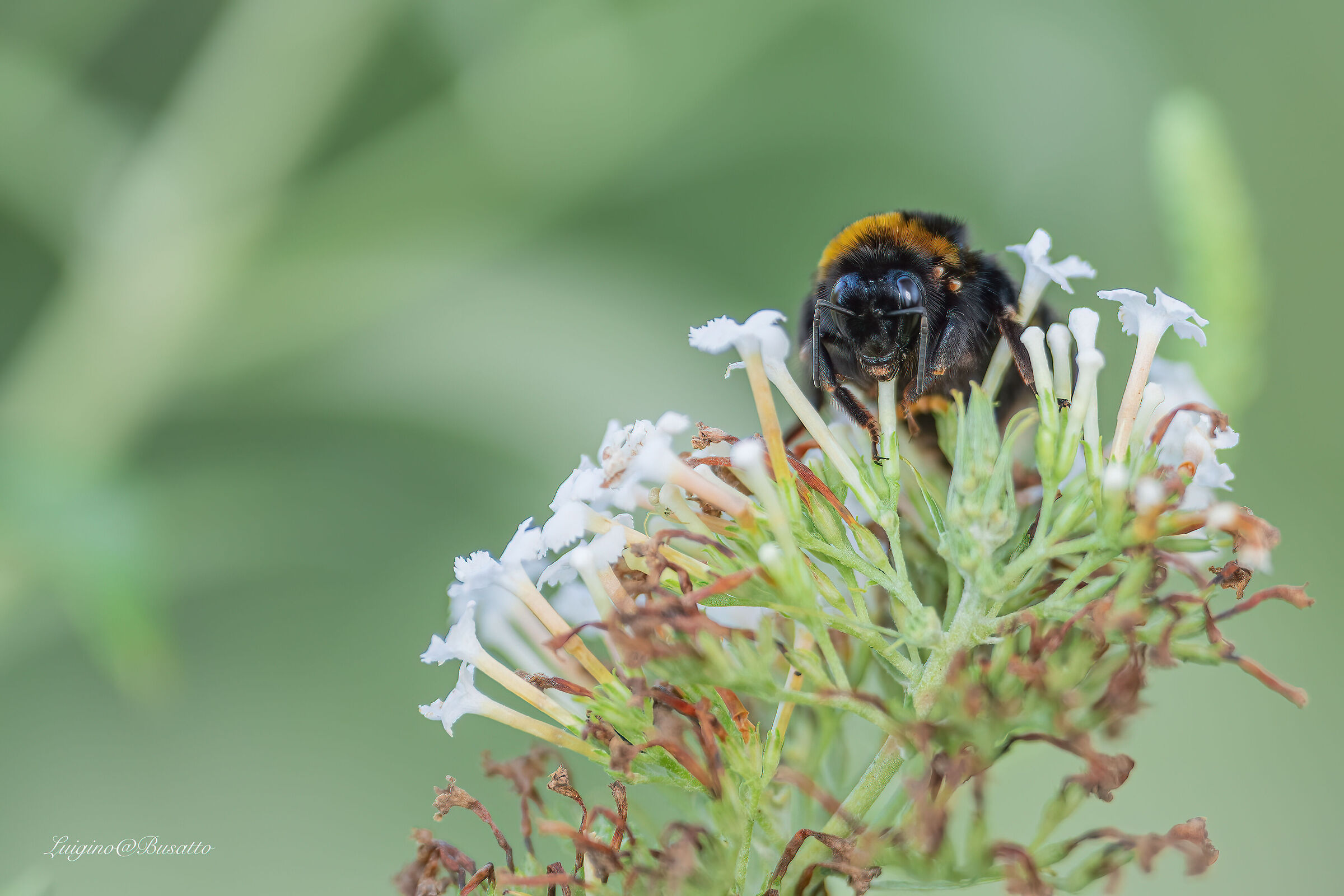 Bombo..... Bombus