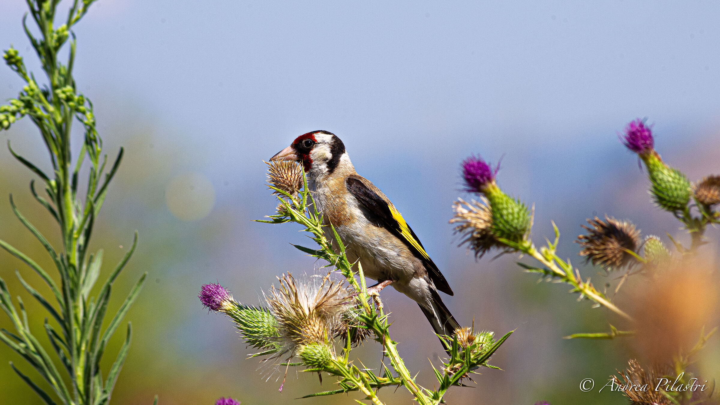 Goldfinch
