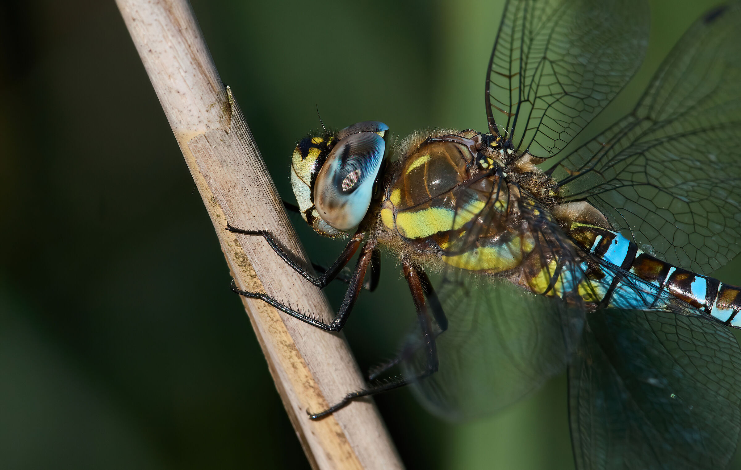 Migrant Hawker detail