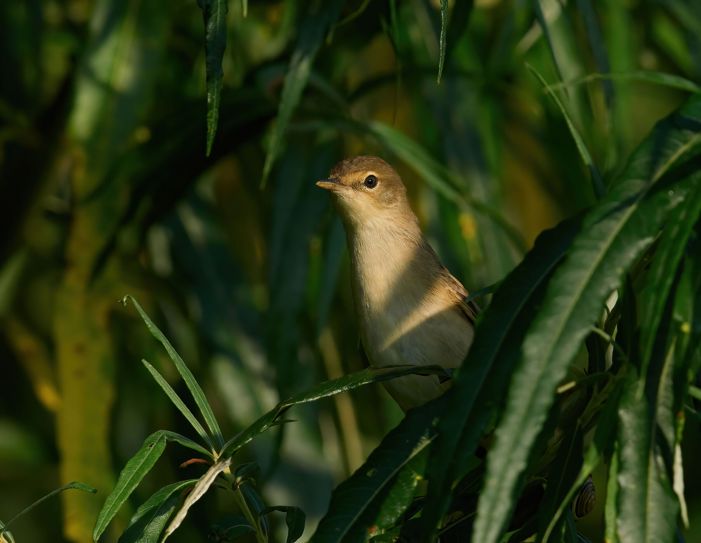 Reed Warbler