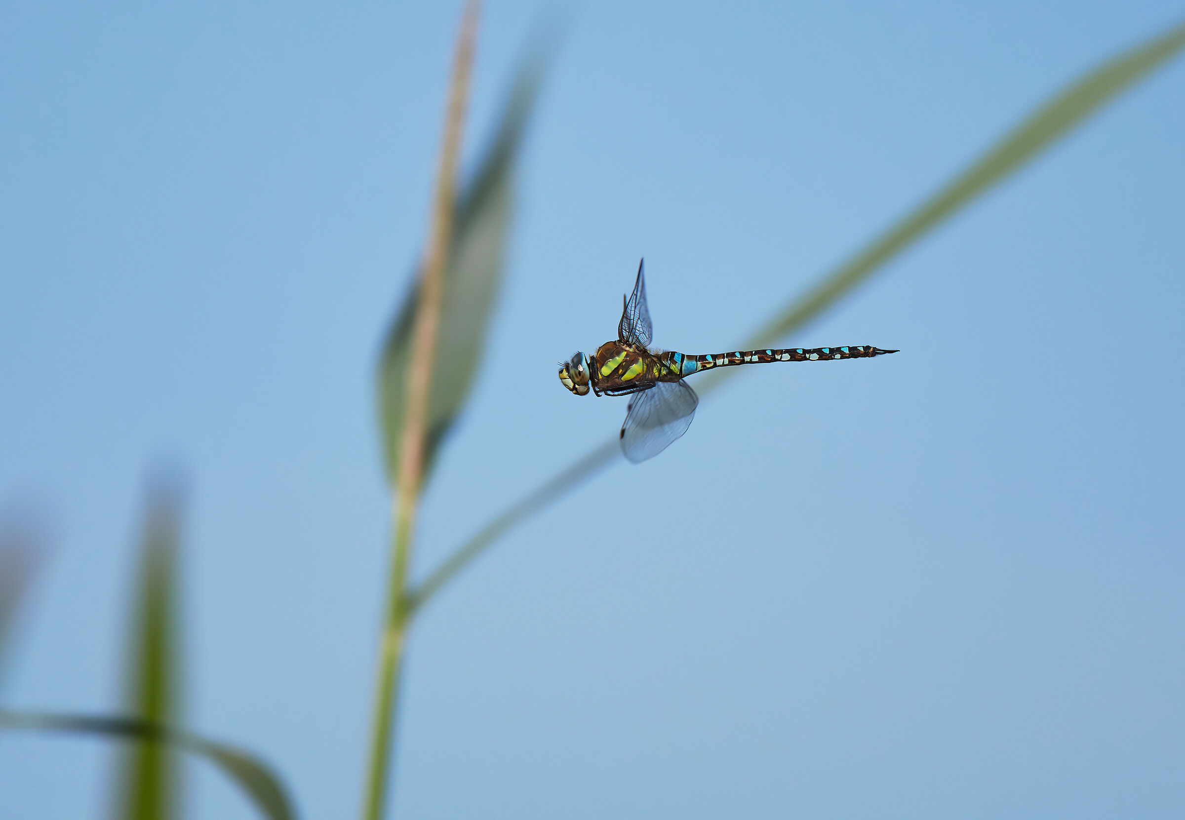 Migrant Hawker