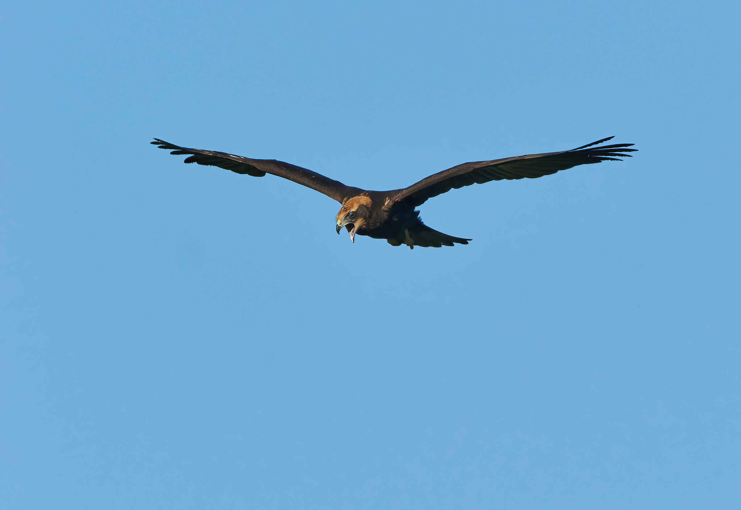 Juvenile Marsh Harrier