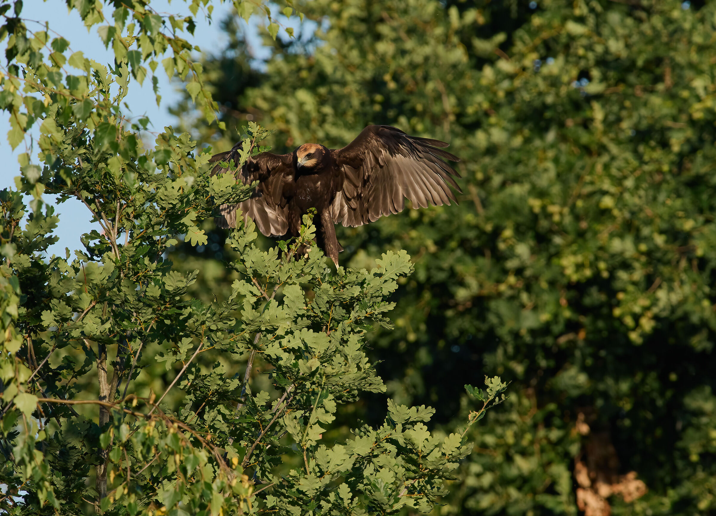 Juvenile Marsh Harrier