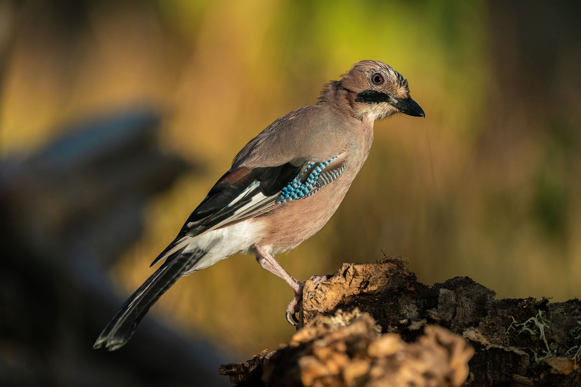 Garrulus glandarius
