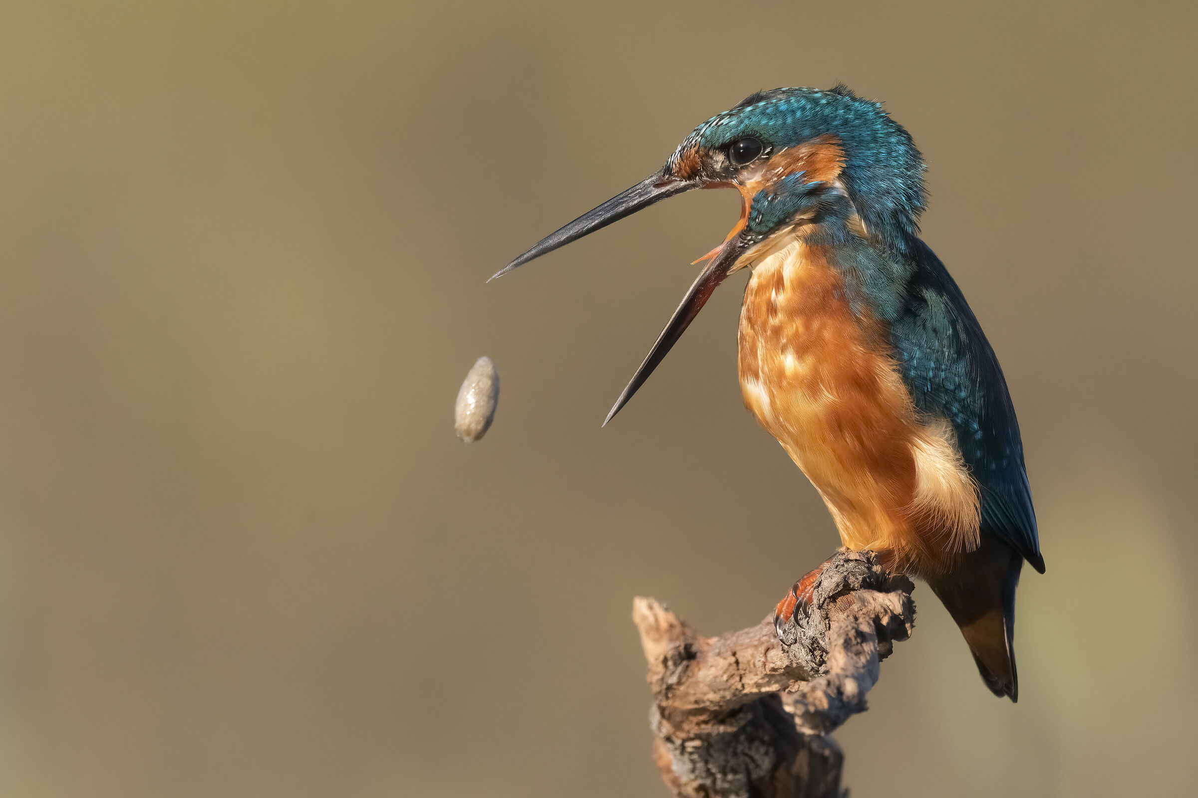 Kingfisher