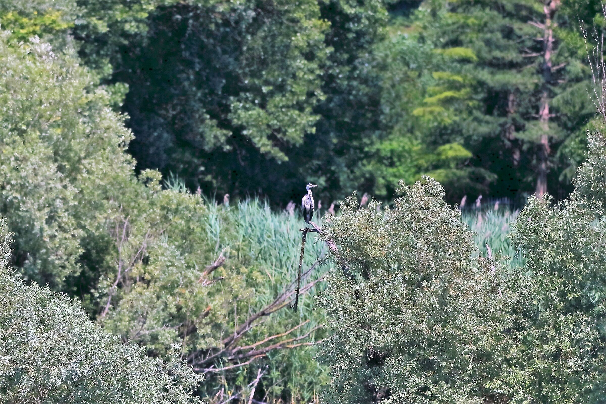 Palude di Brivio 29-06-2022