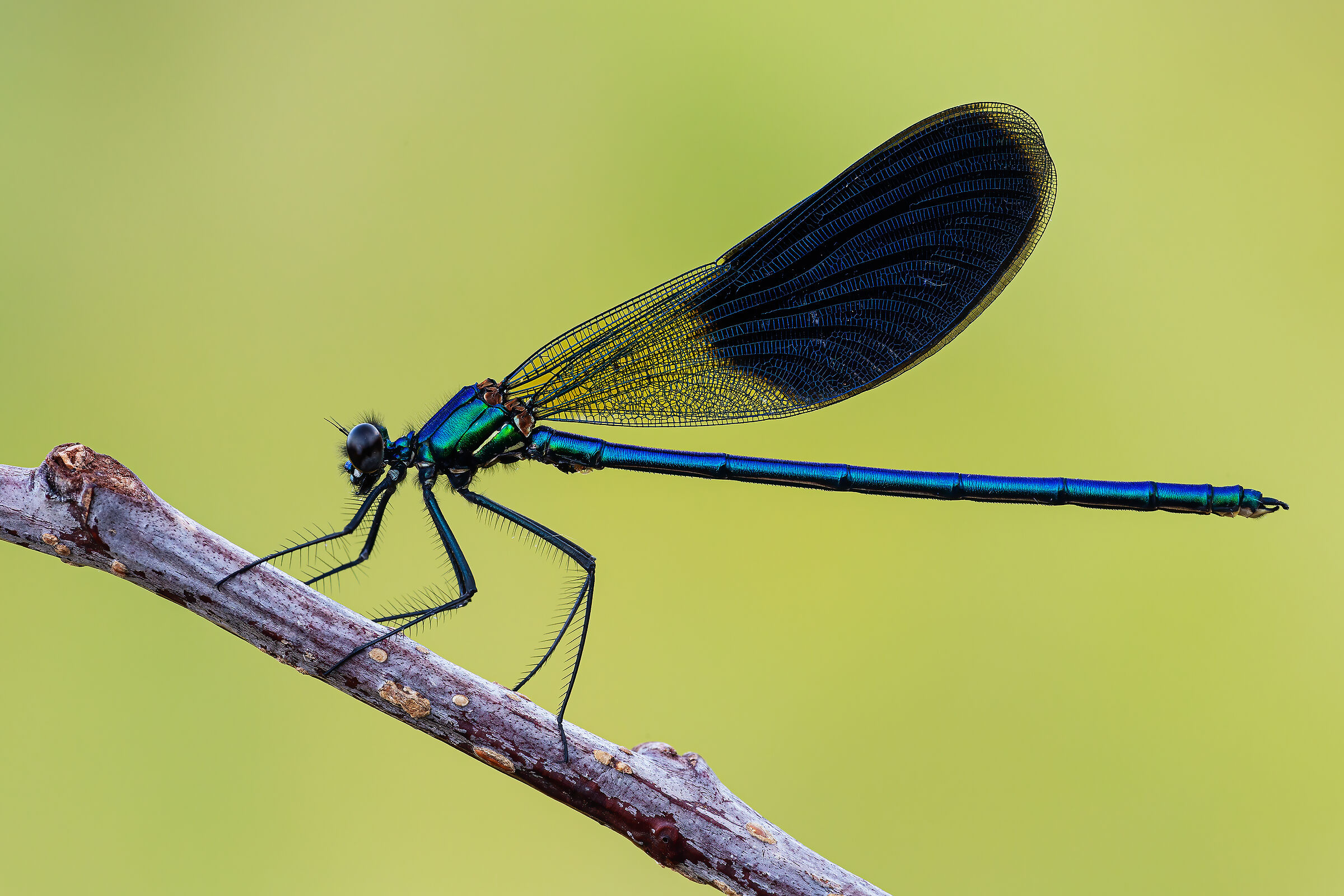 Calopteryx splendens