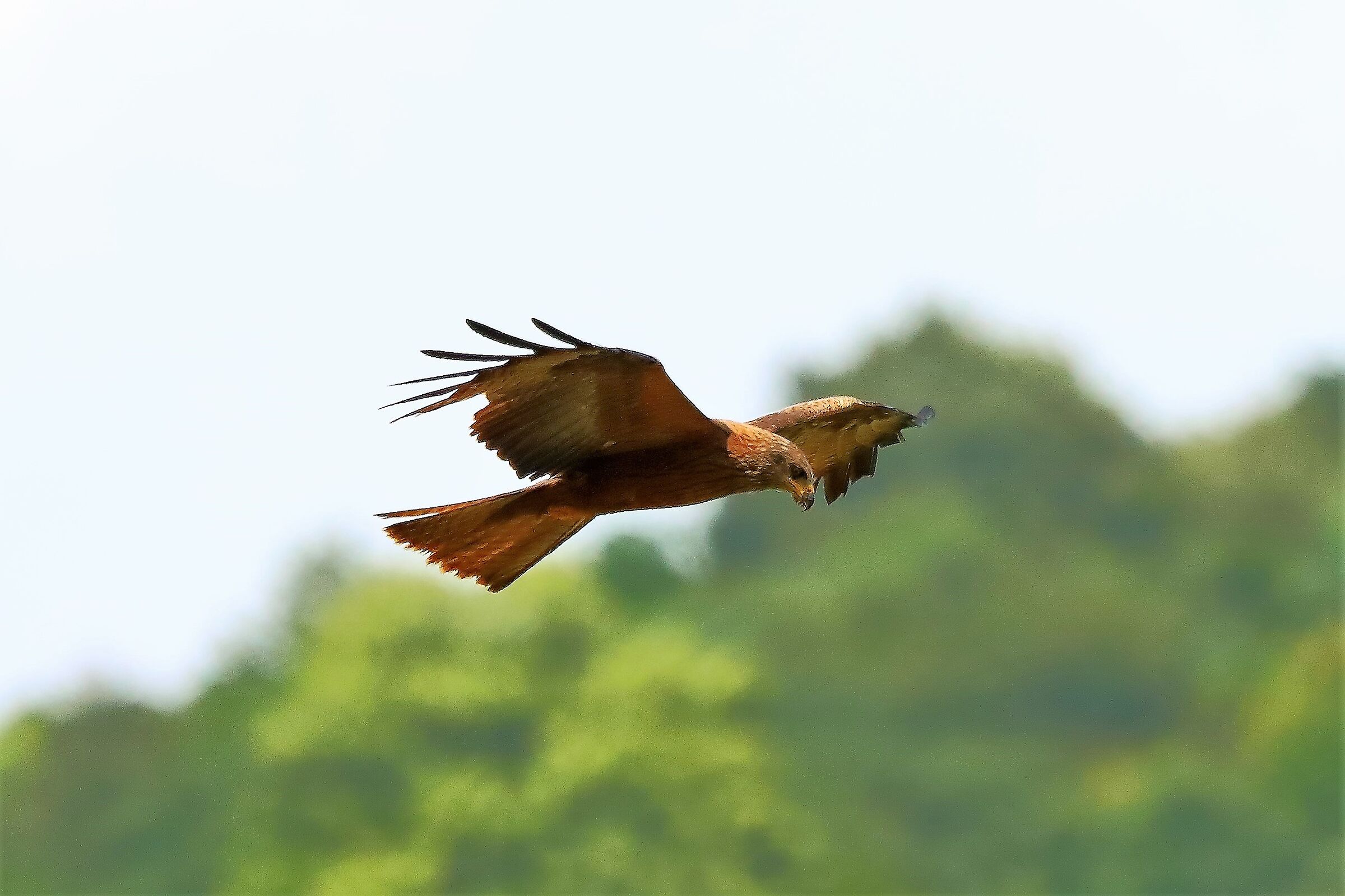 Nibbio bruno 29-06-2022