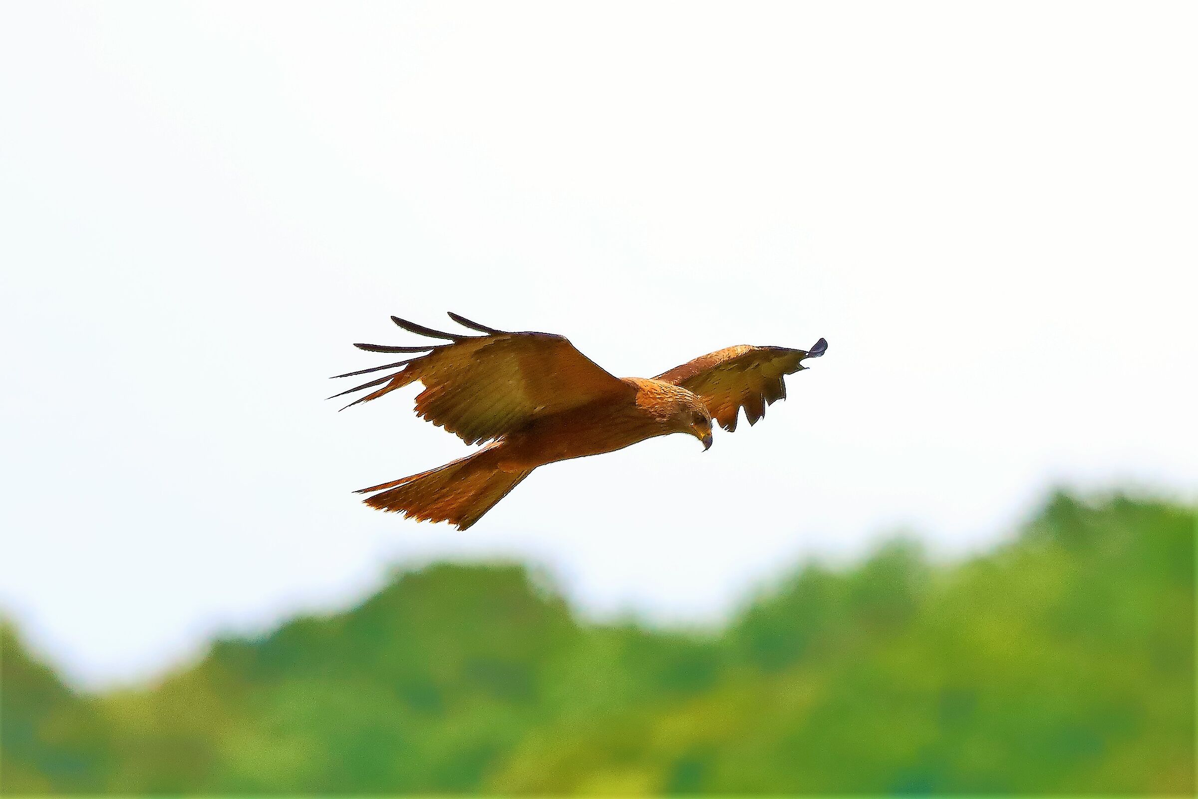 Nibbio bruno 29-06-2022