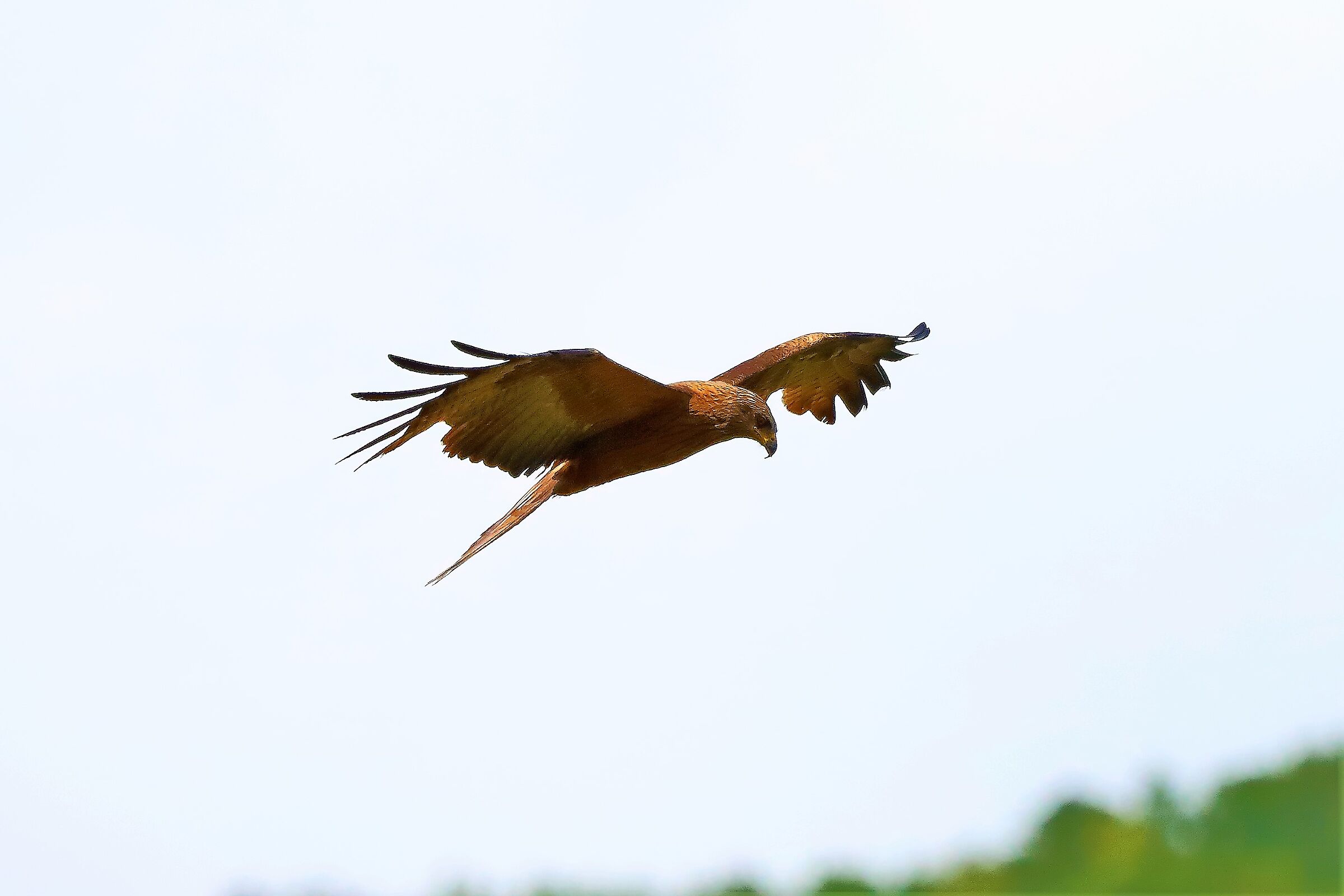 Nibbio bruno 29-06-2022