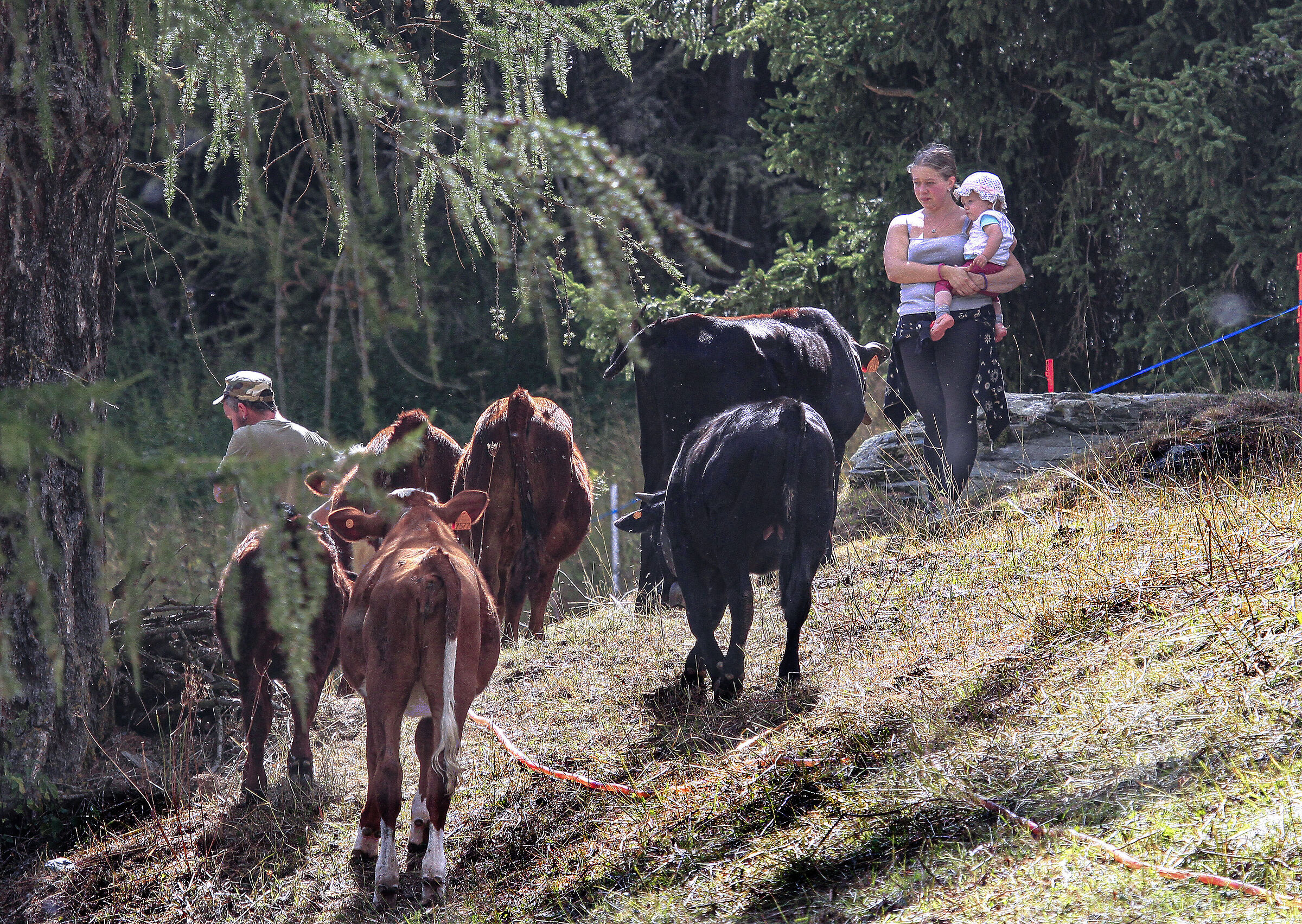 una famiglia   genuina