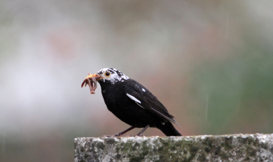 Albino Blackbird