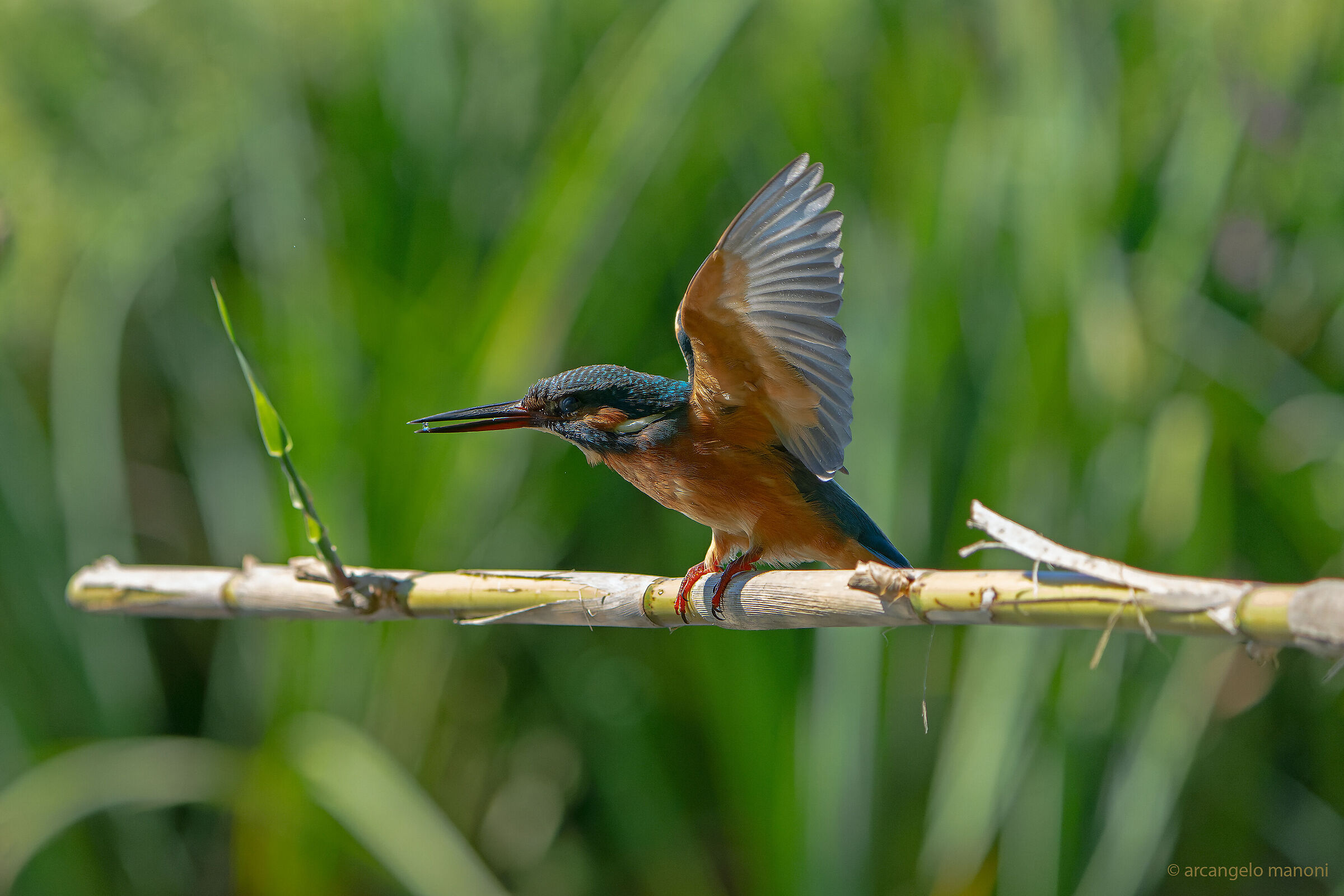 The clean water courier