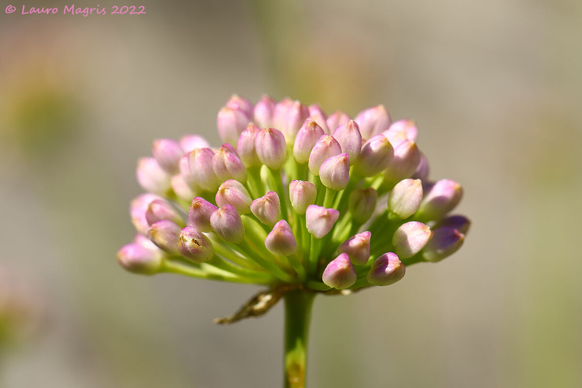 Quasi un bouquet di tulipani