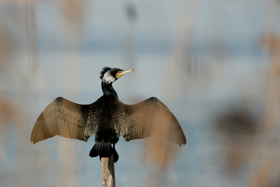 Cormorant