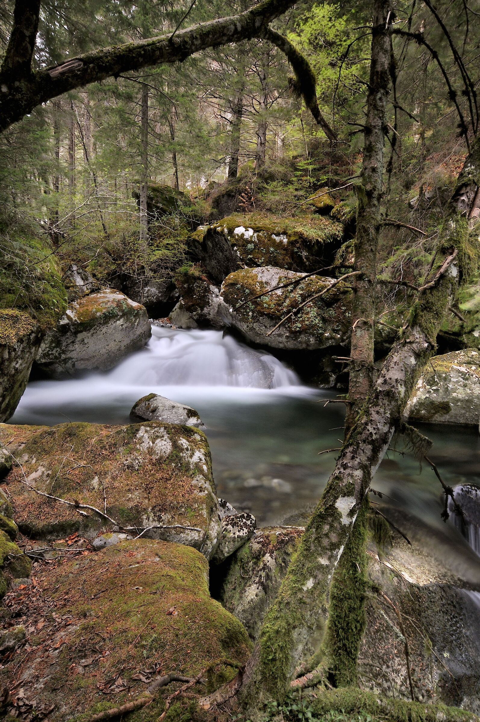 Foresta della Val Masino