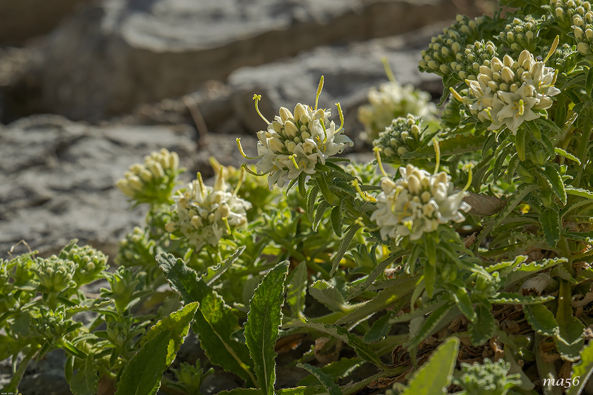 Campanula del Monte Baldo