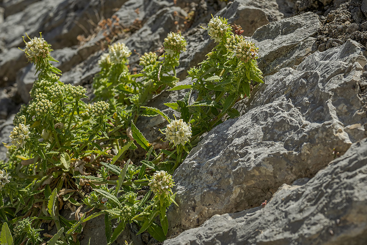 Campanula del Monte Baldo