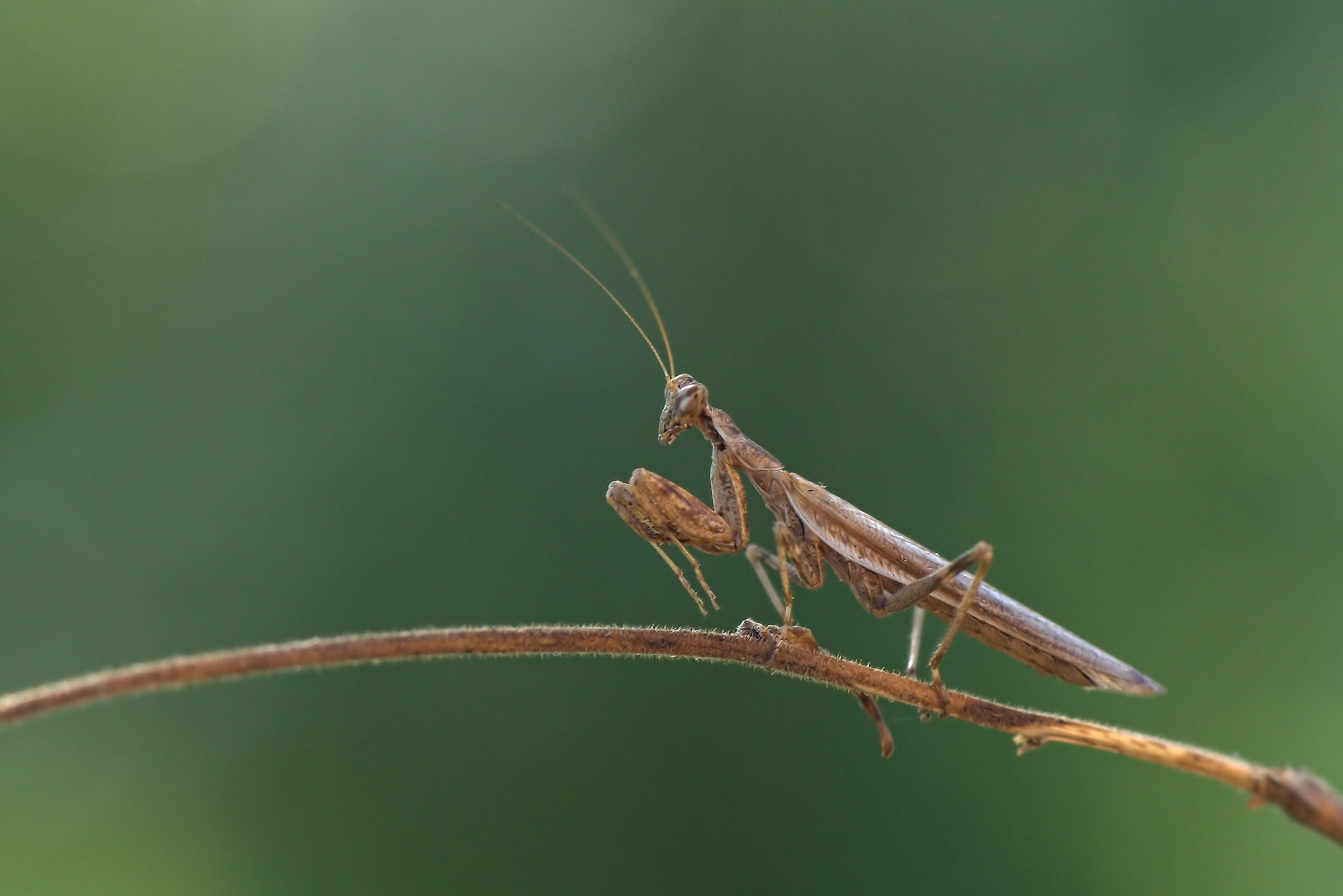 Mantide Nana maschio