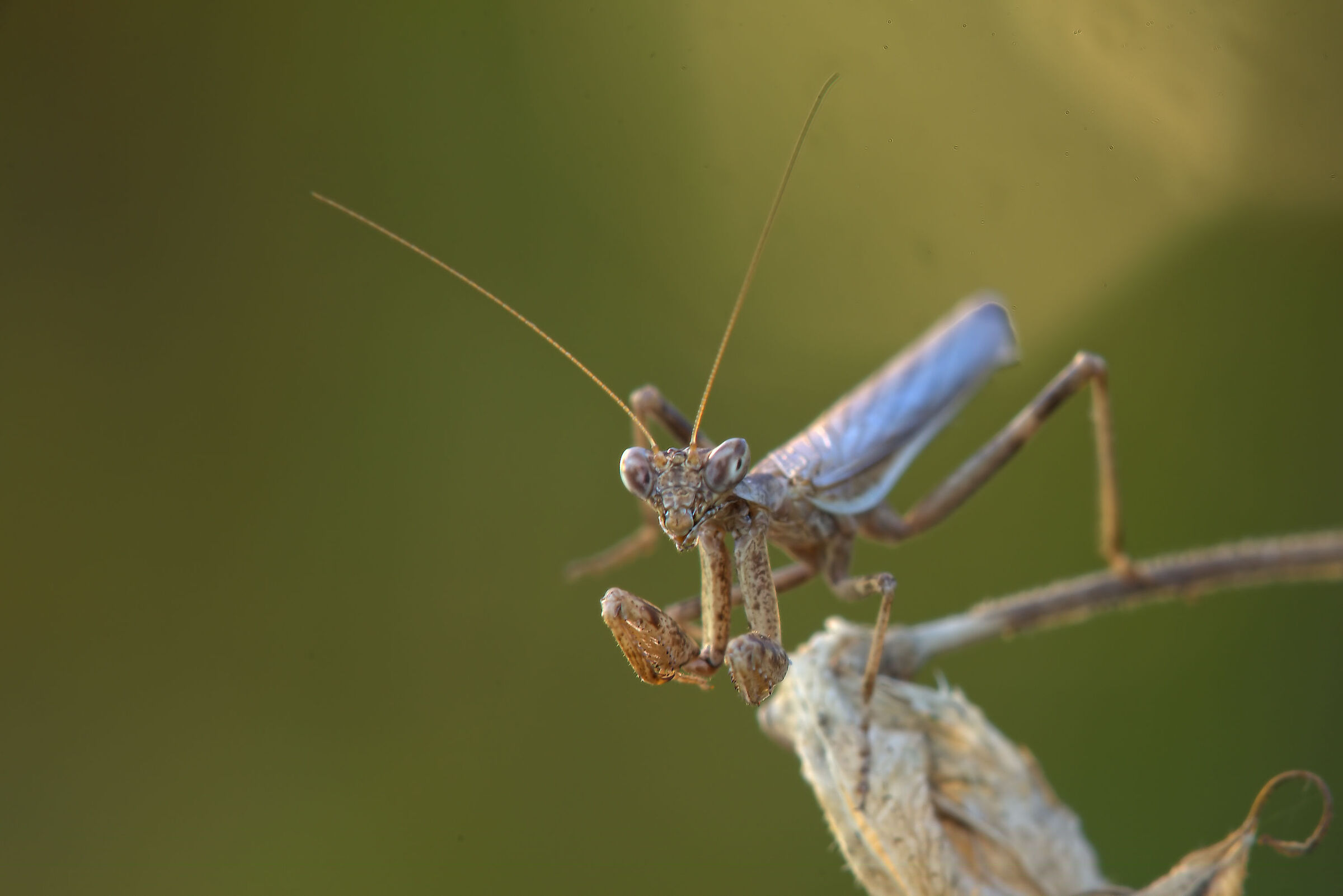 Mantide Nana maschio