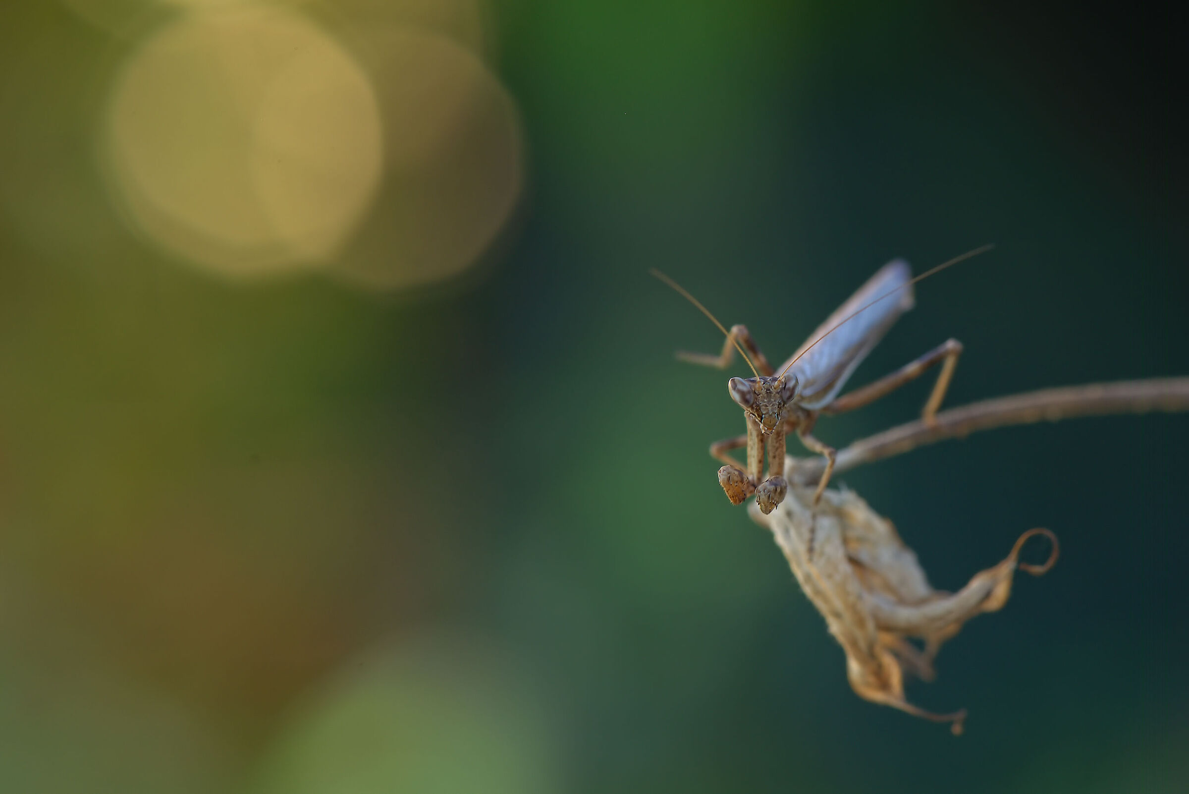 Mantide Nana maschio