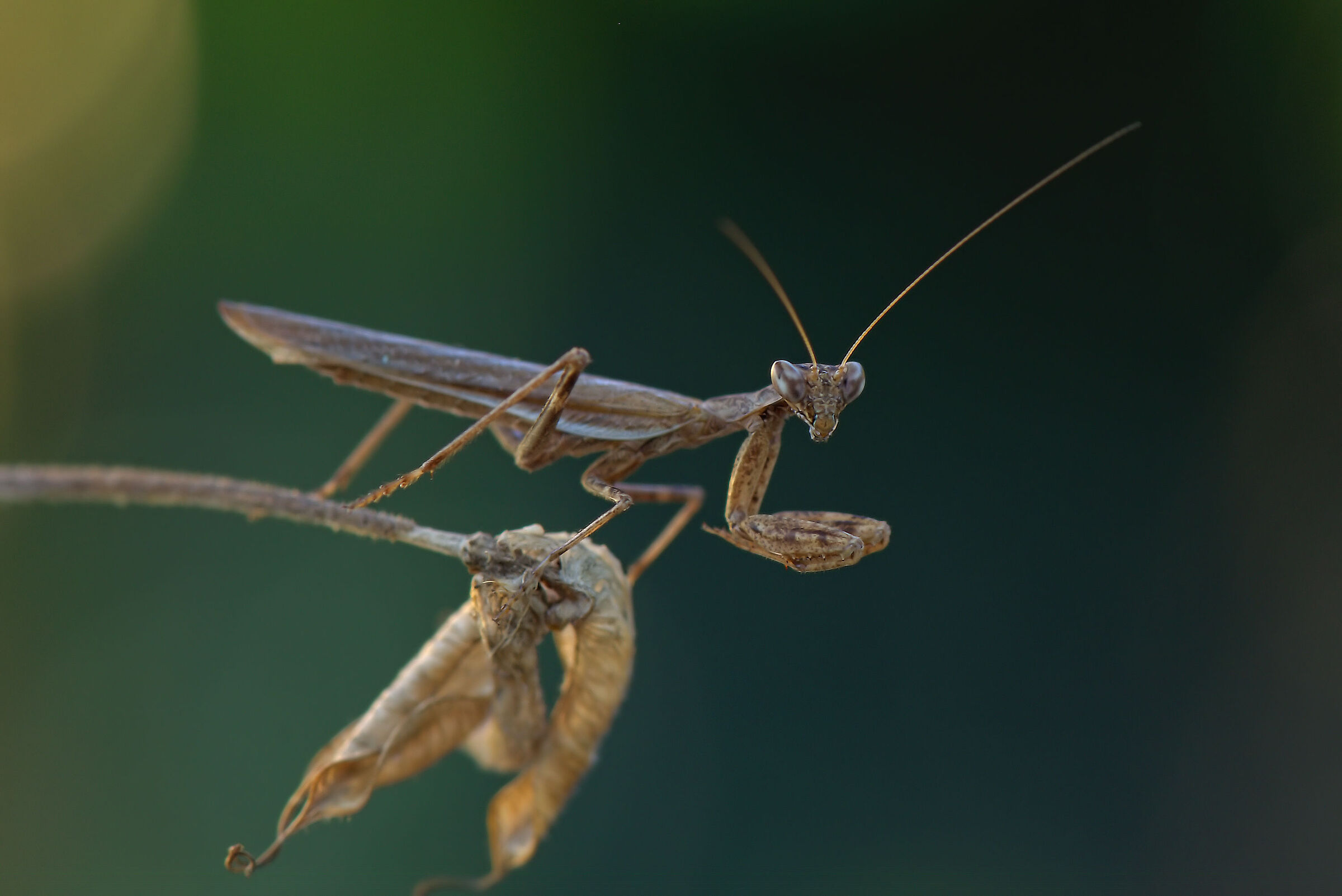 Mantide Nana maschio