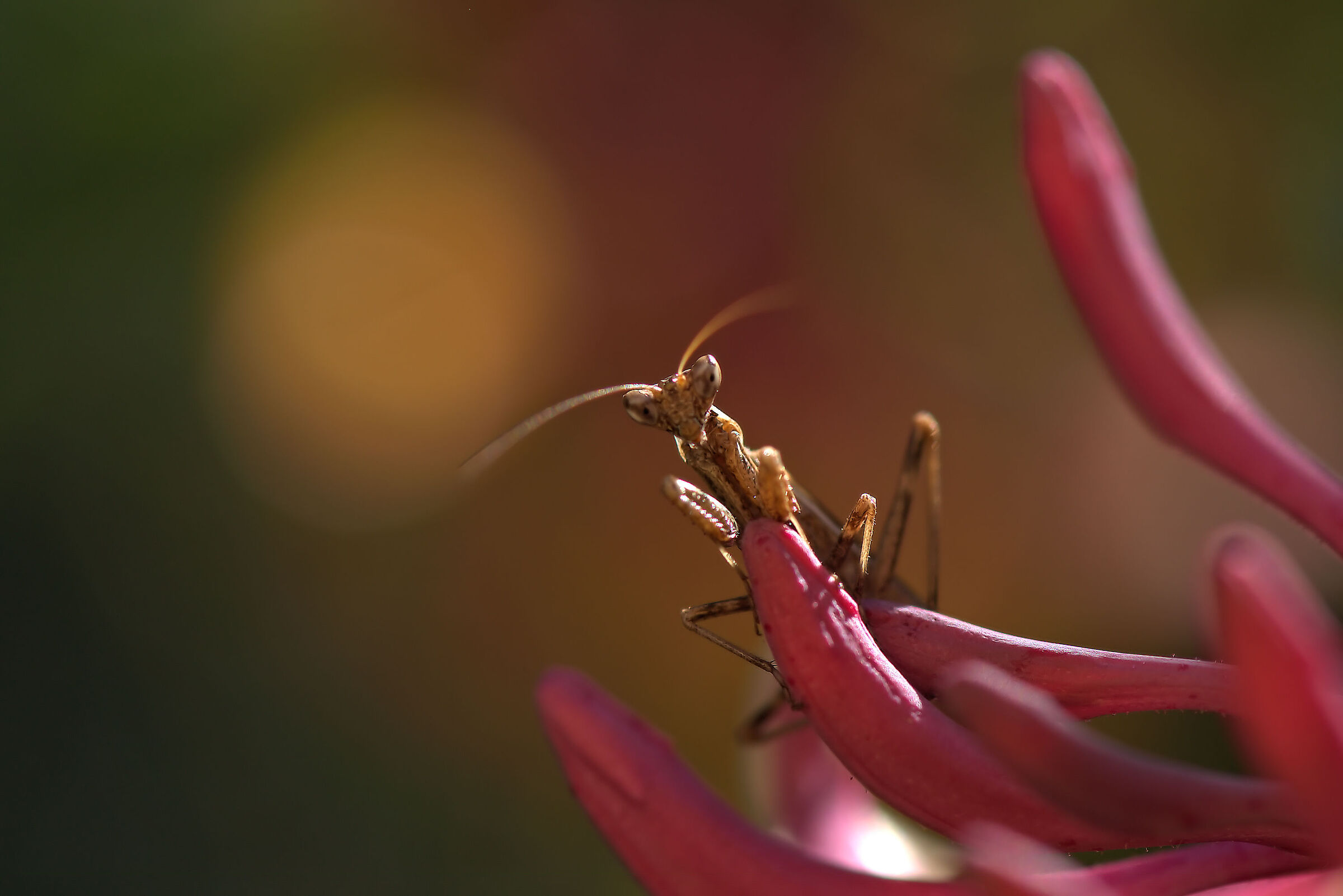 Mantide Nana maschio