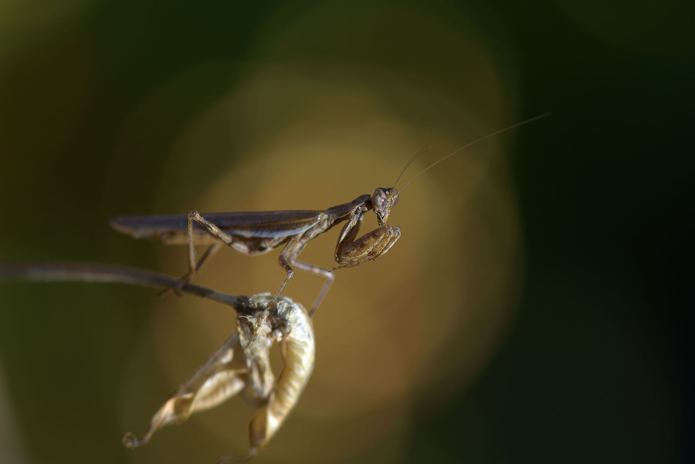 Mantide Nana maschio