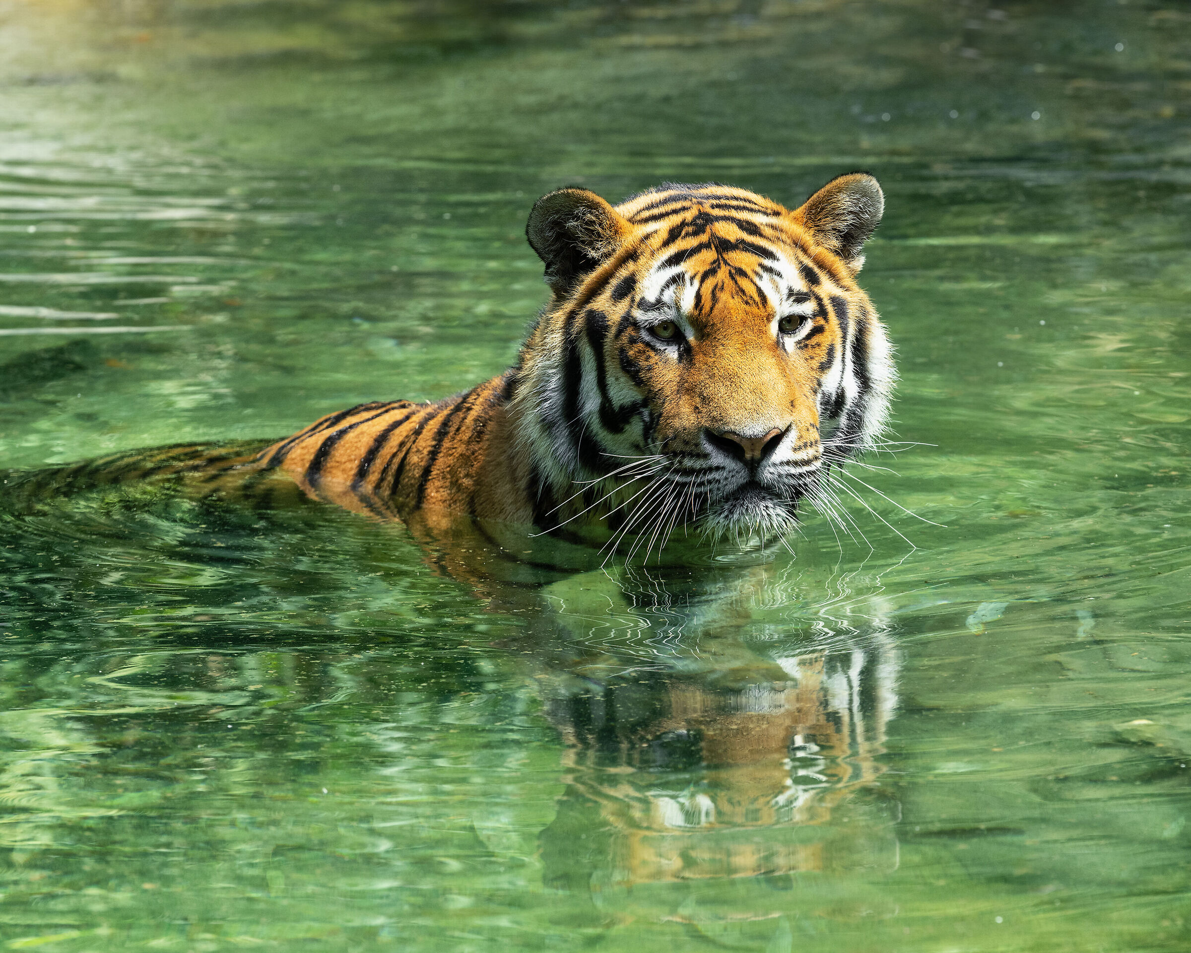 Gli occhi della Tigre