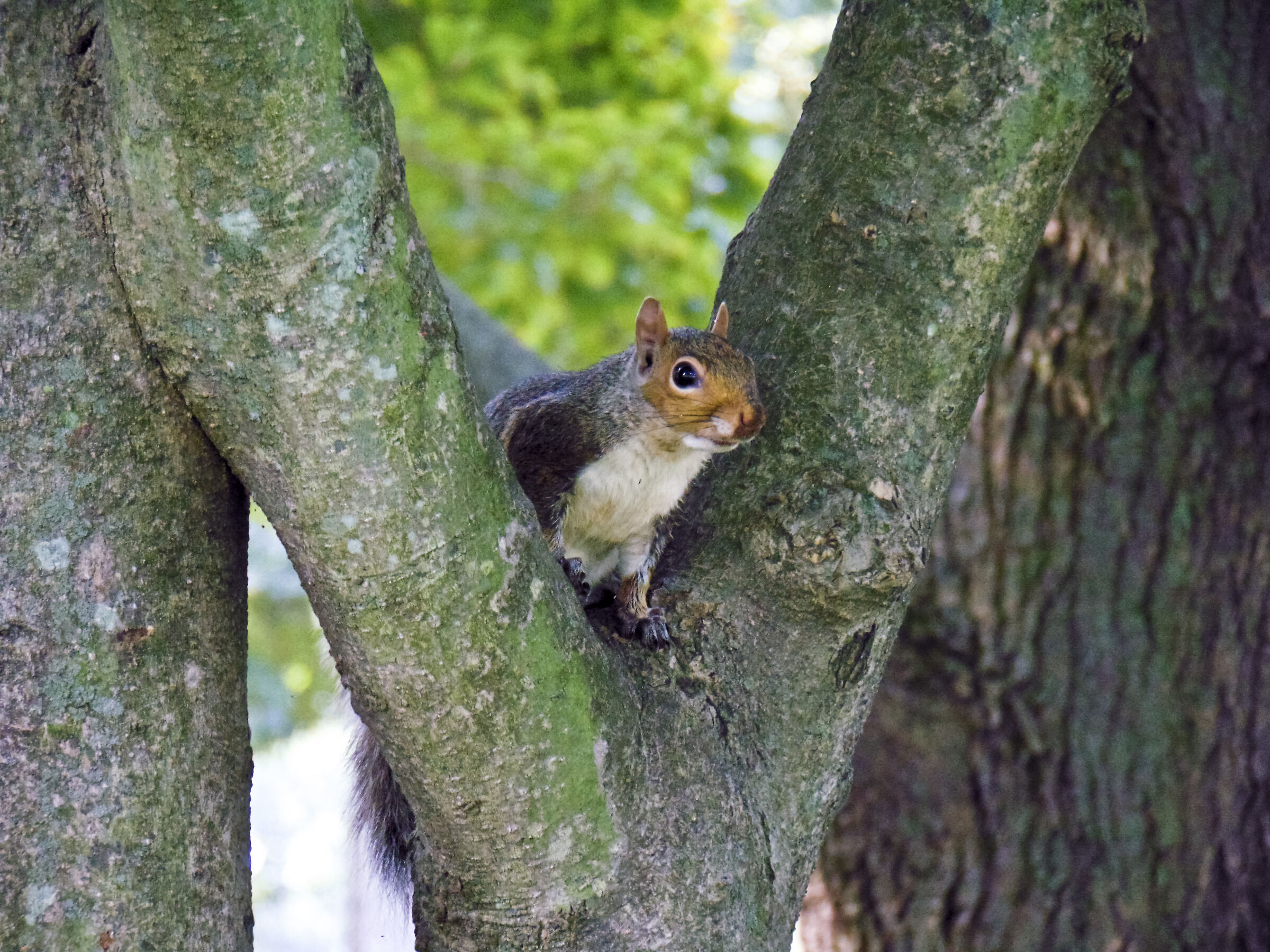 Red Squirrel in Washington