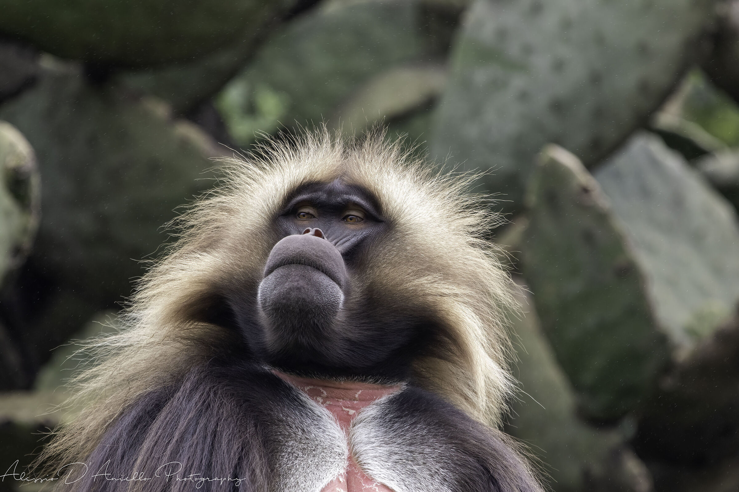 Baboon Gelada