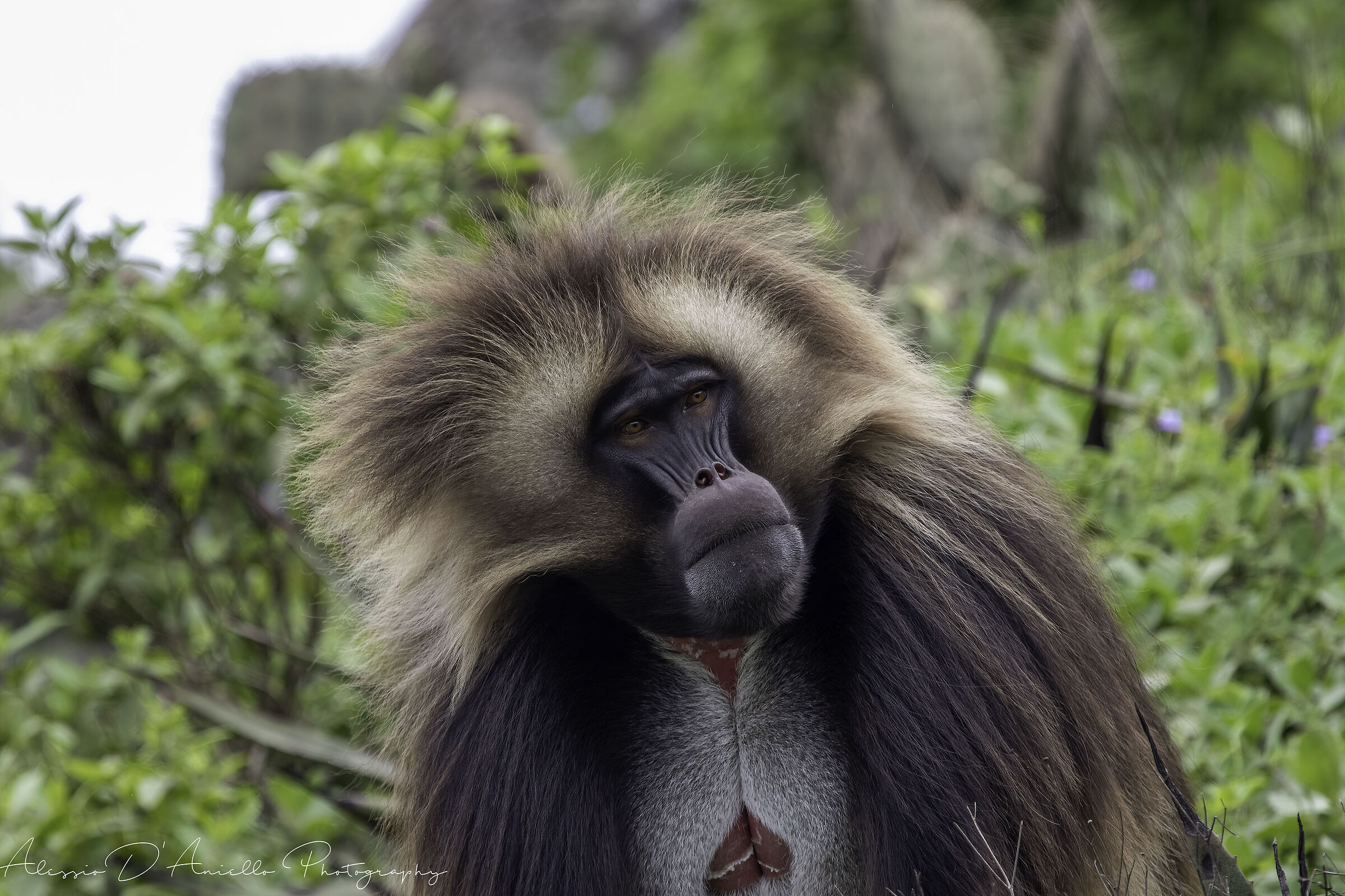 Baboon Gelada
