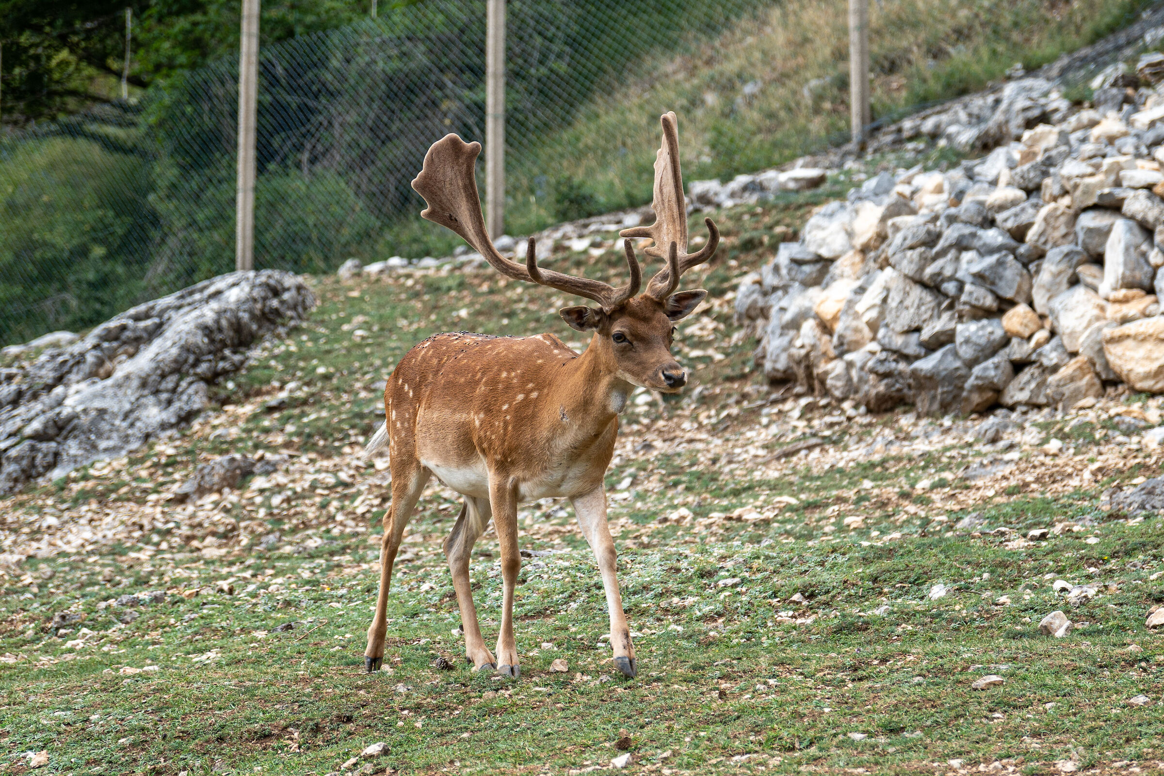 Parco Nazionale Abruzzo, Lazio e Molise