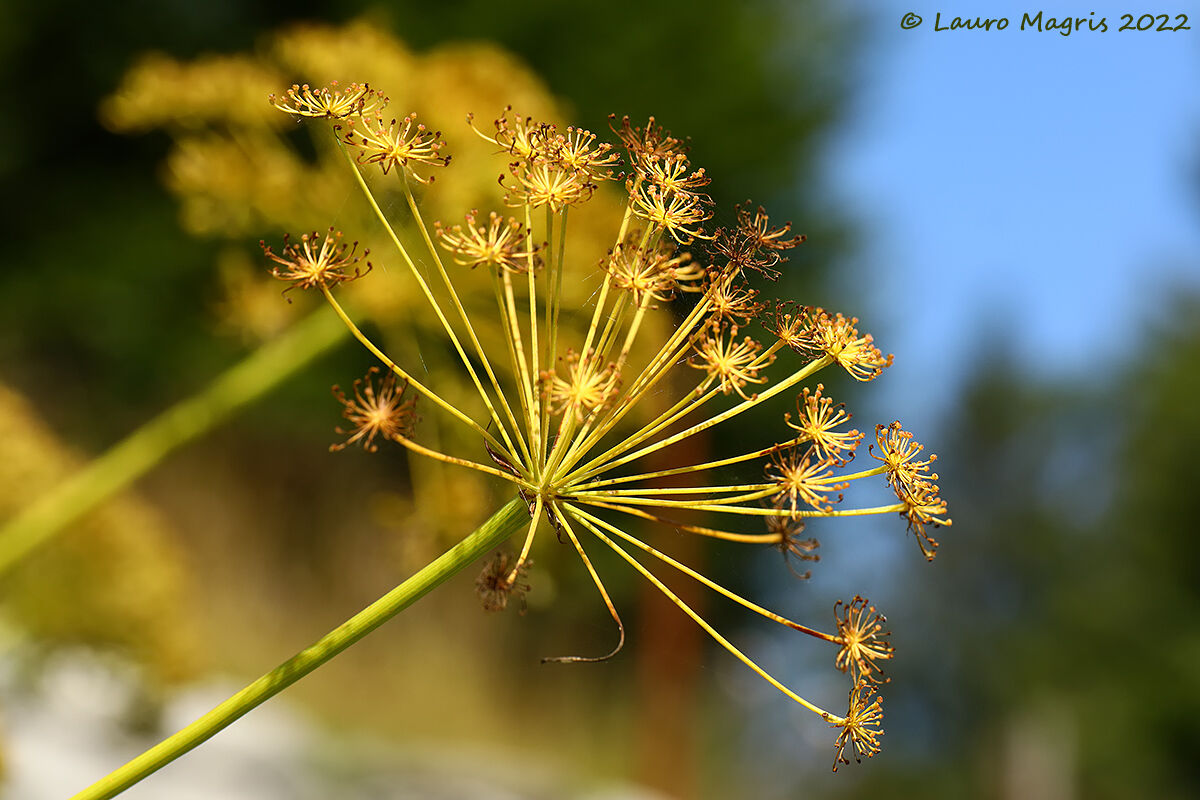 Laserpizio sermontàno