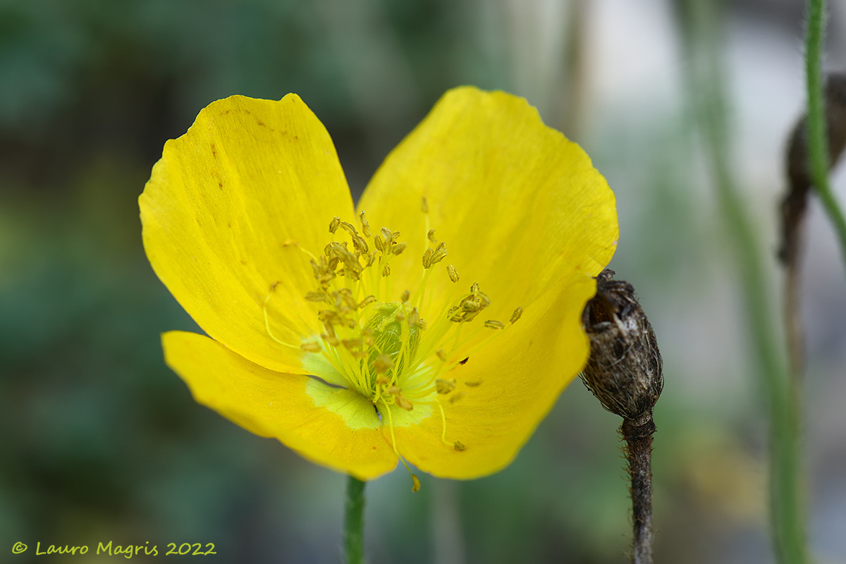 Papaver alpinum