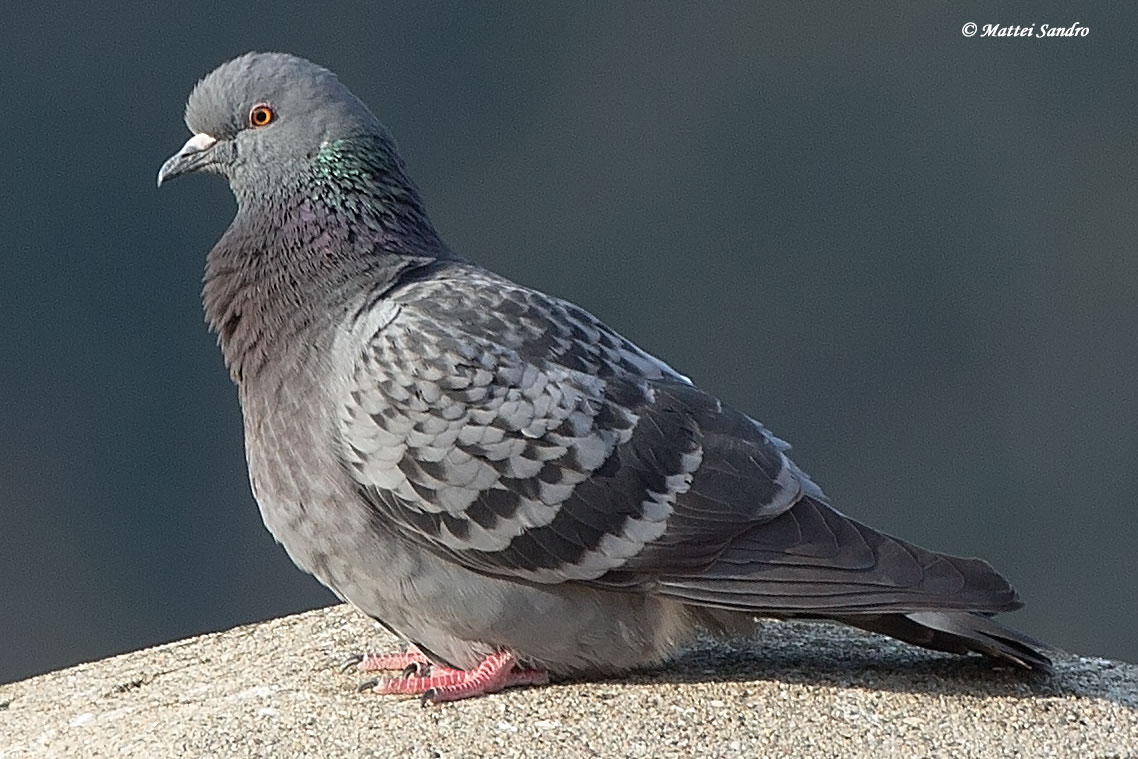 common pigeon