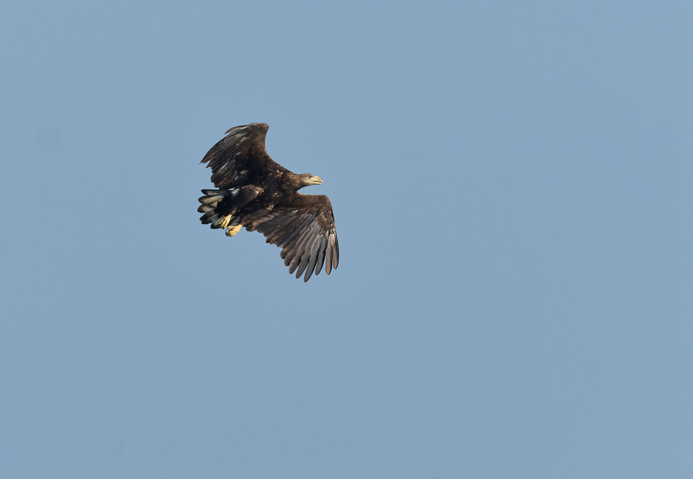 Aquila di mare europea dalla coda bianca