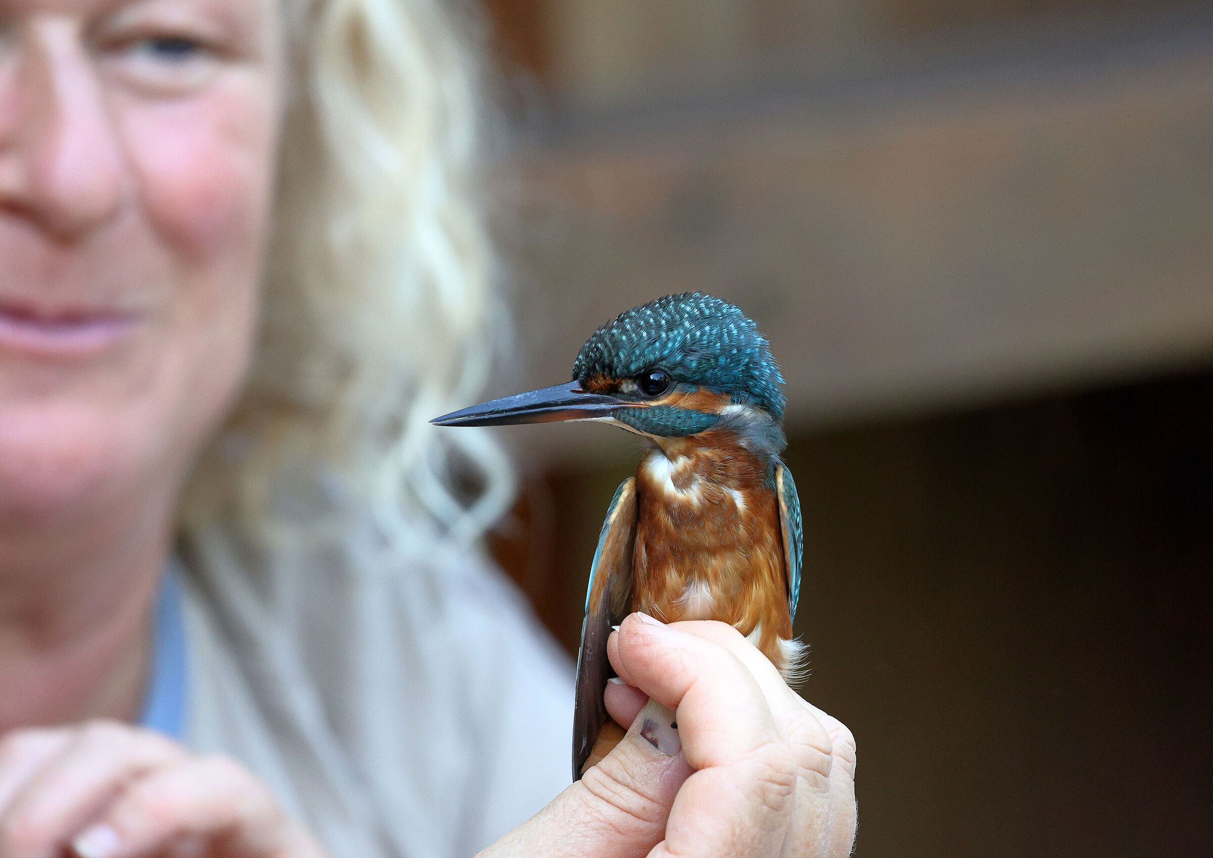 Inanellamento Martin Pescatore