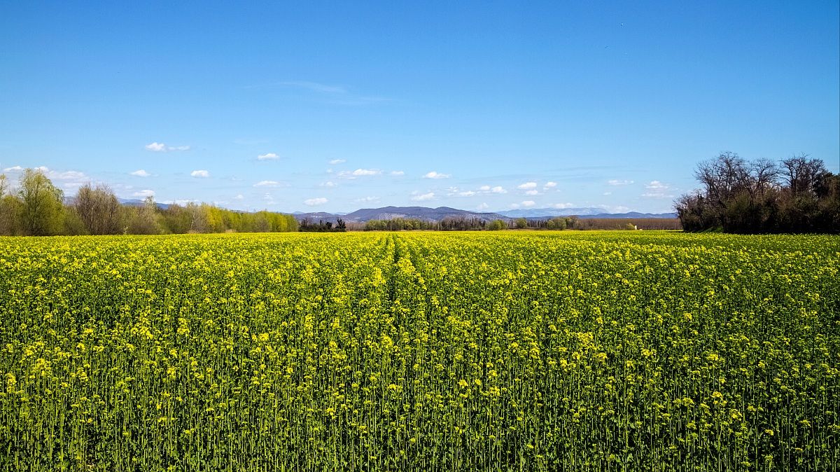 Profumo di Primavera