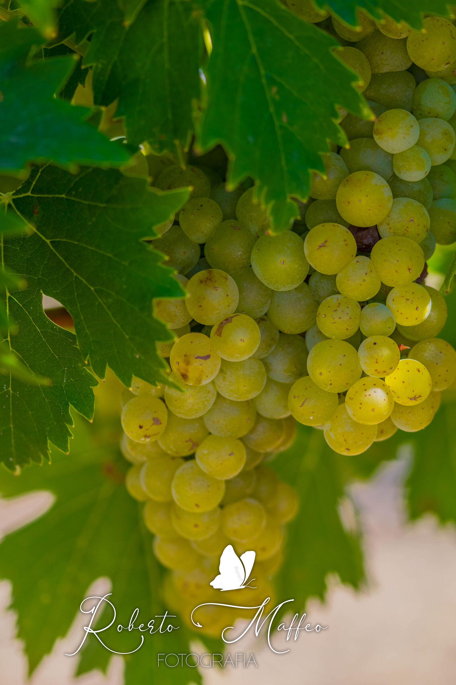 uva di castiglione tinella (cn)