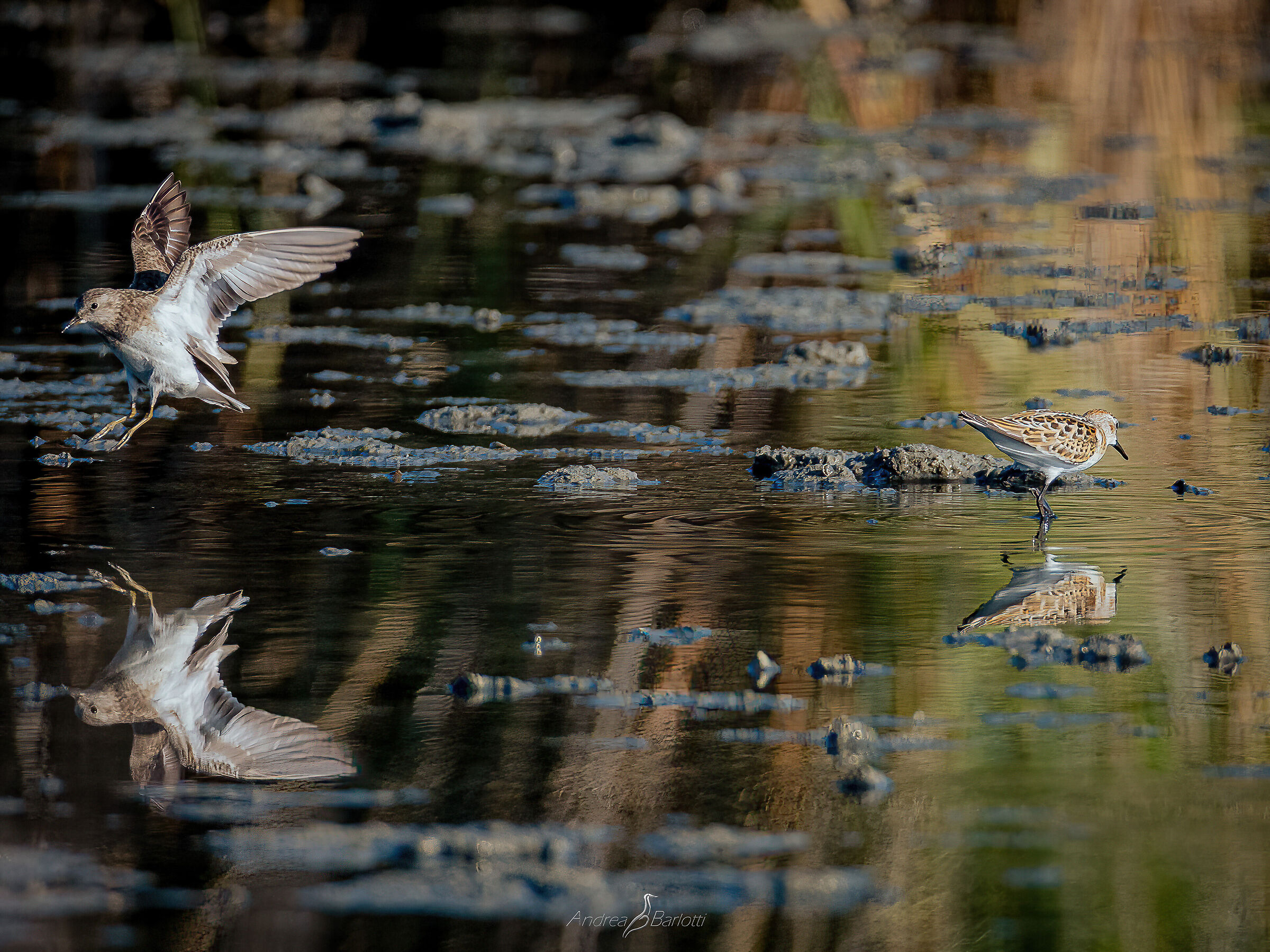 Double Shrimp!