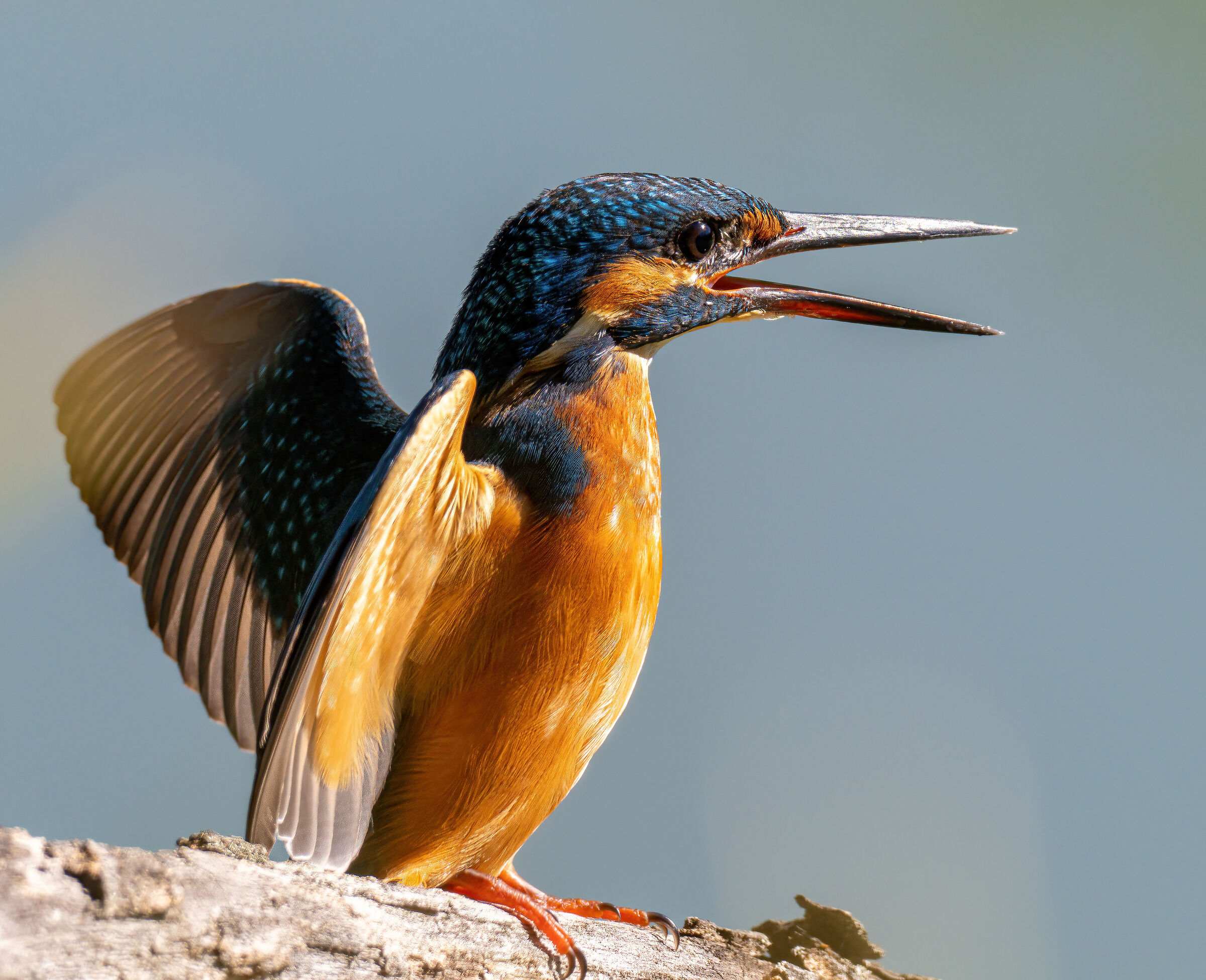 Kingfisher ( female )