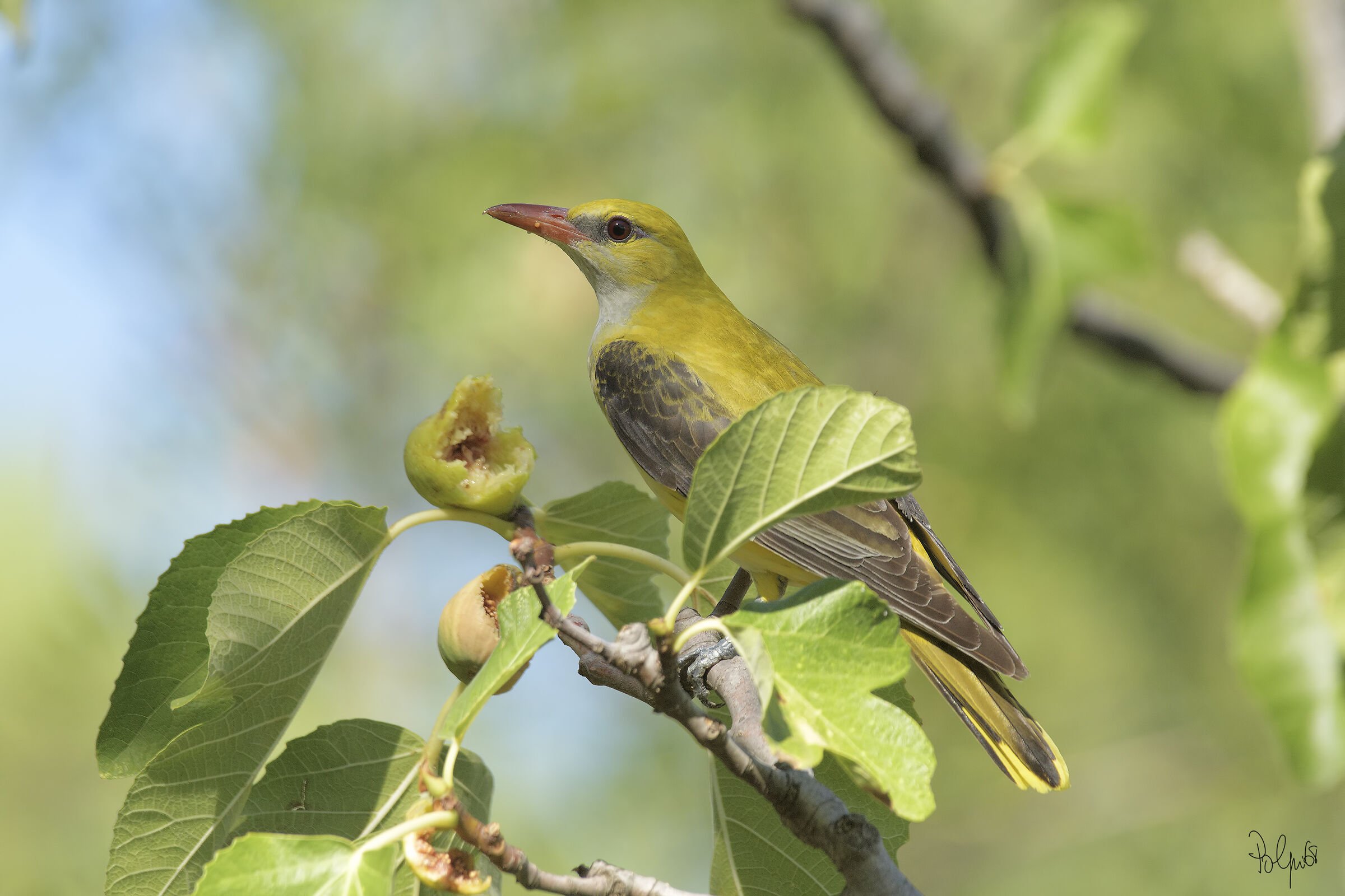 Golden oriole