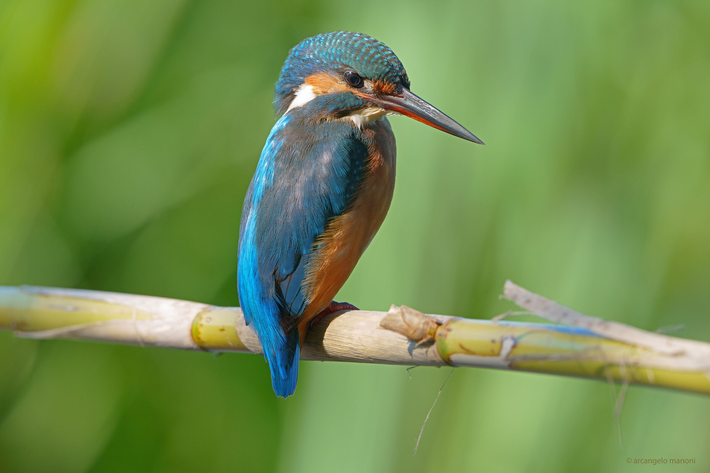 Martina under the scorching Sun of August 2022