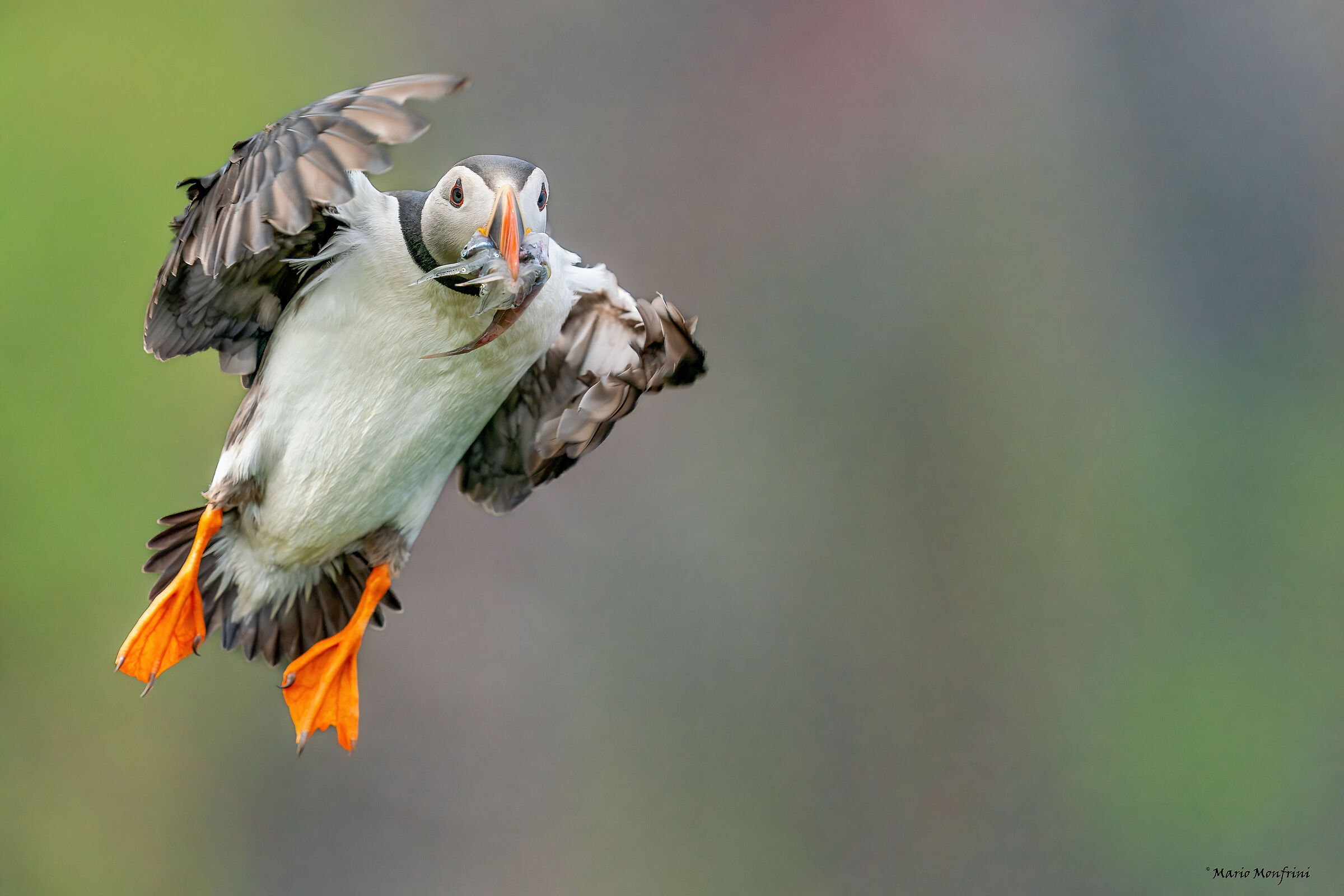 An explosion of colors