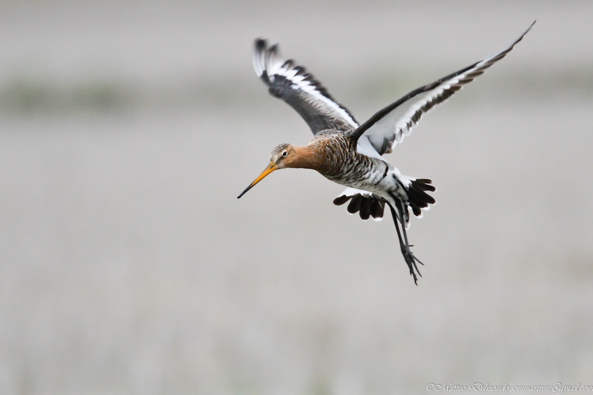 Female Black-tailed Godwit