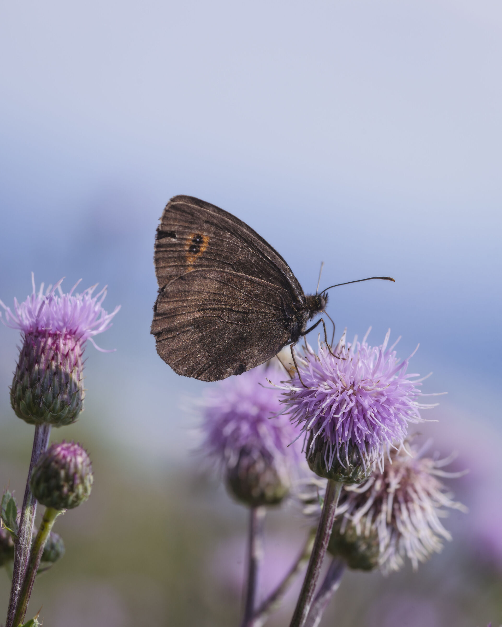 Atterraggio multicolor