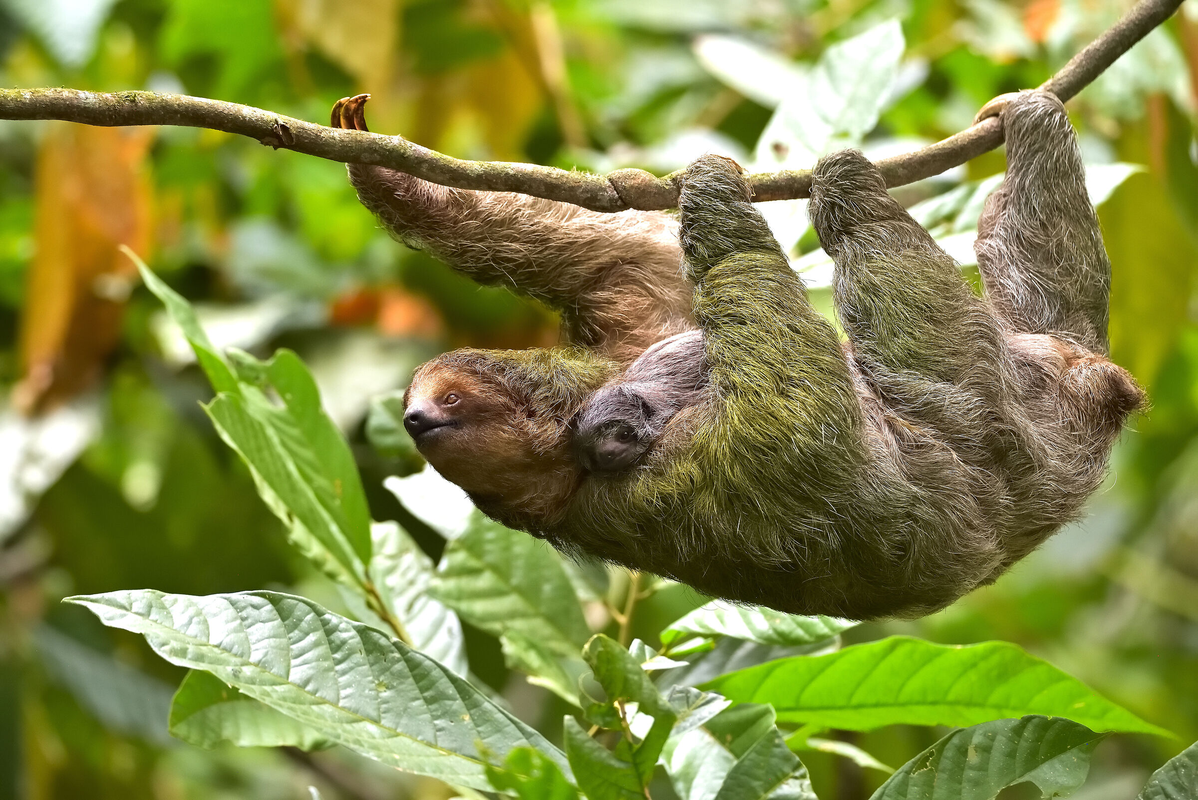 A three-toed sloth moves slowly through the rainforest